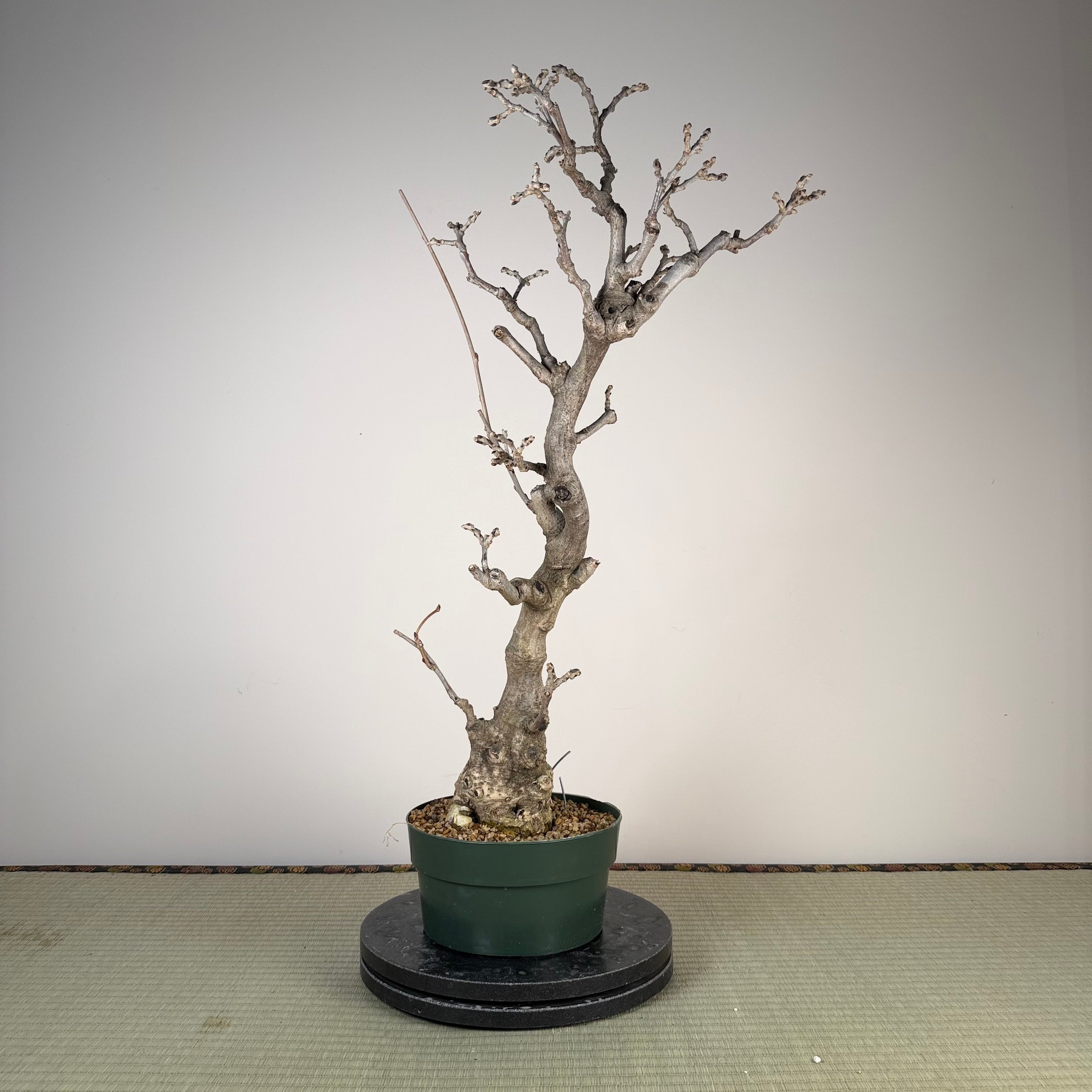 Wisteria floribunda
