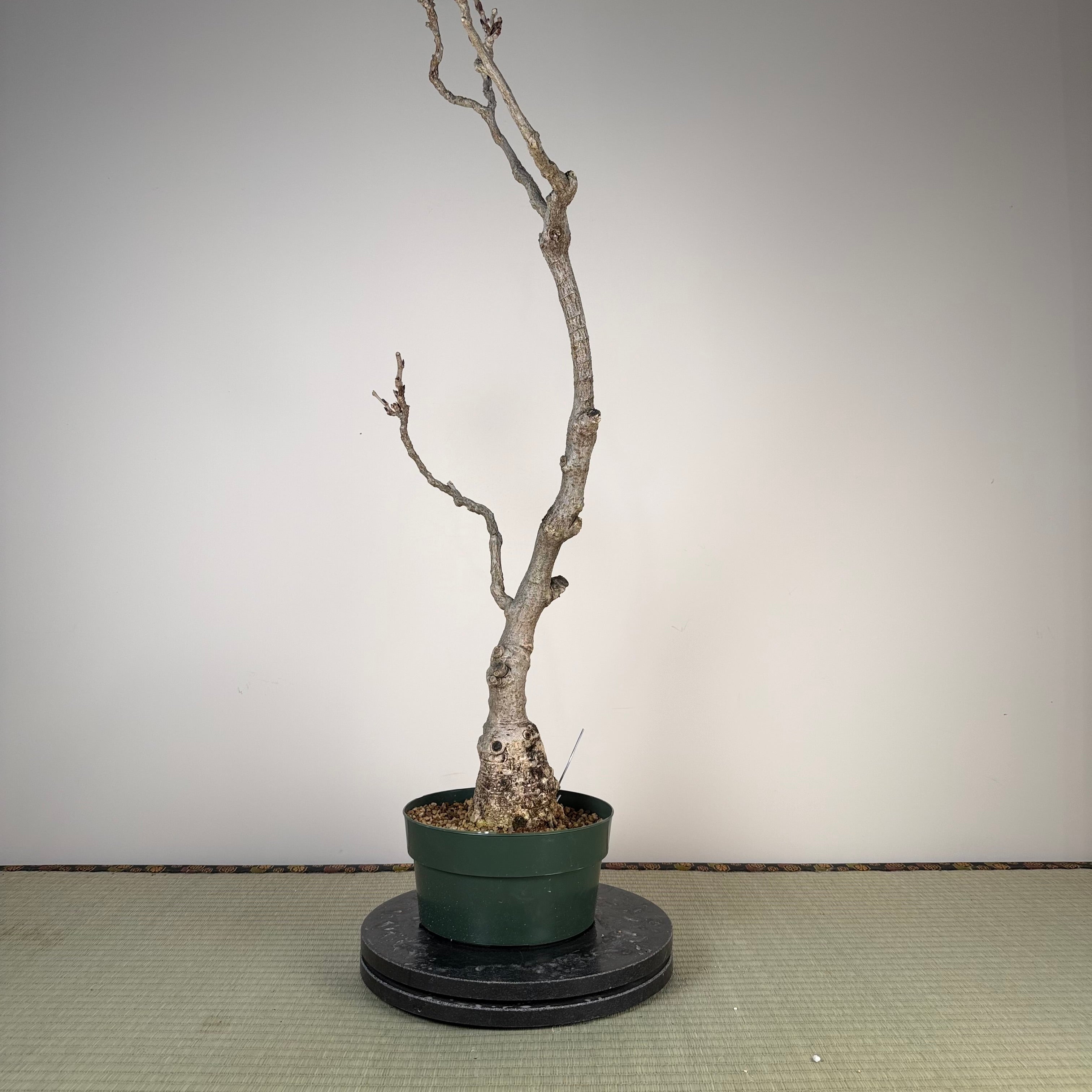 Wisteria floribunda