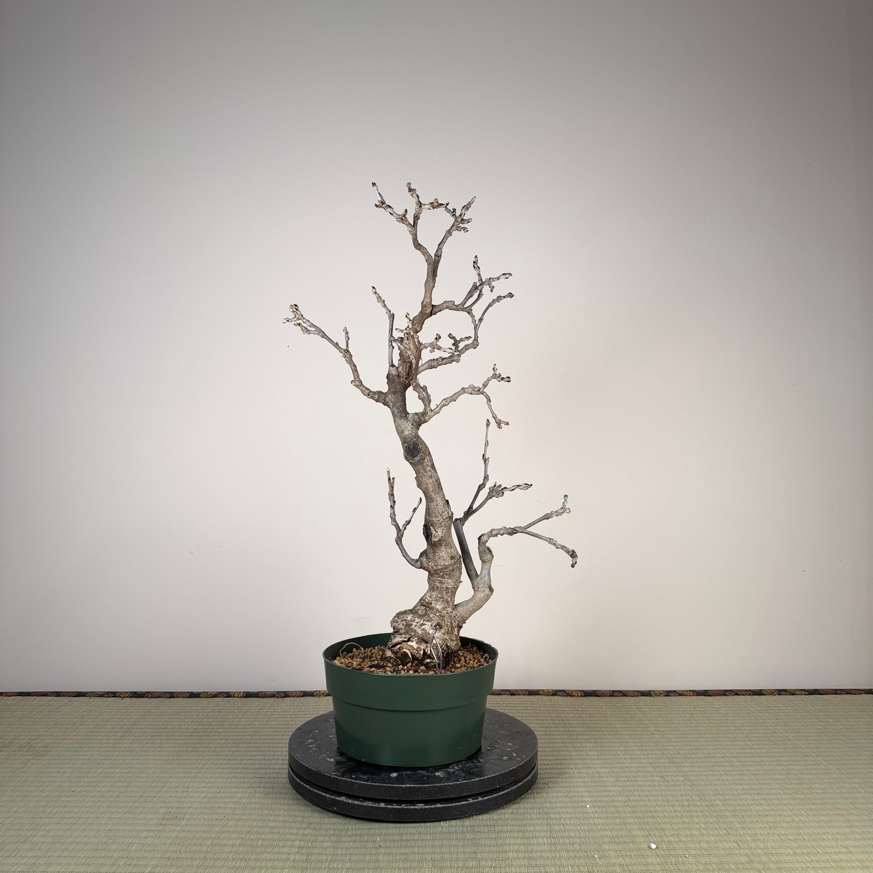 Wisteria floribunda