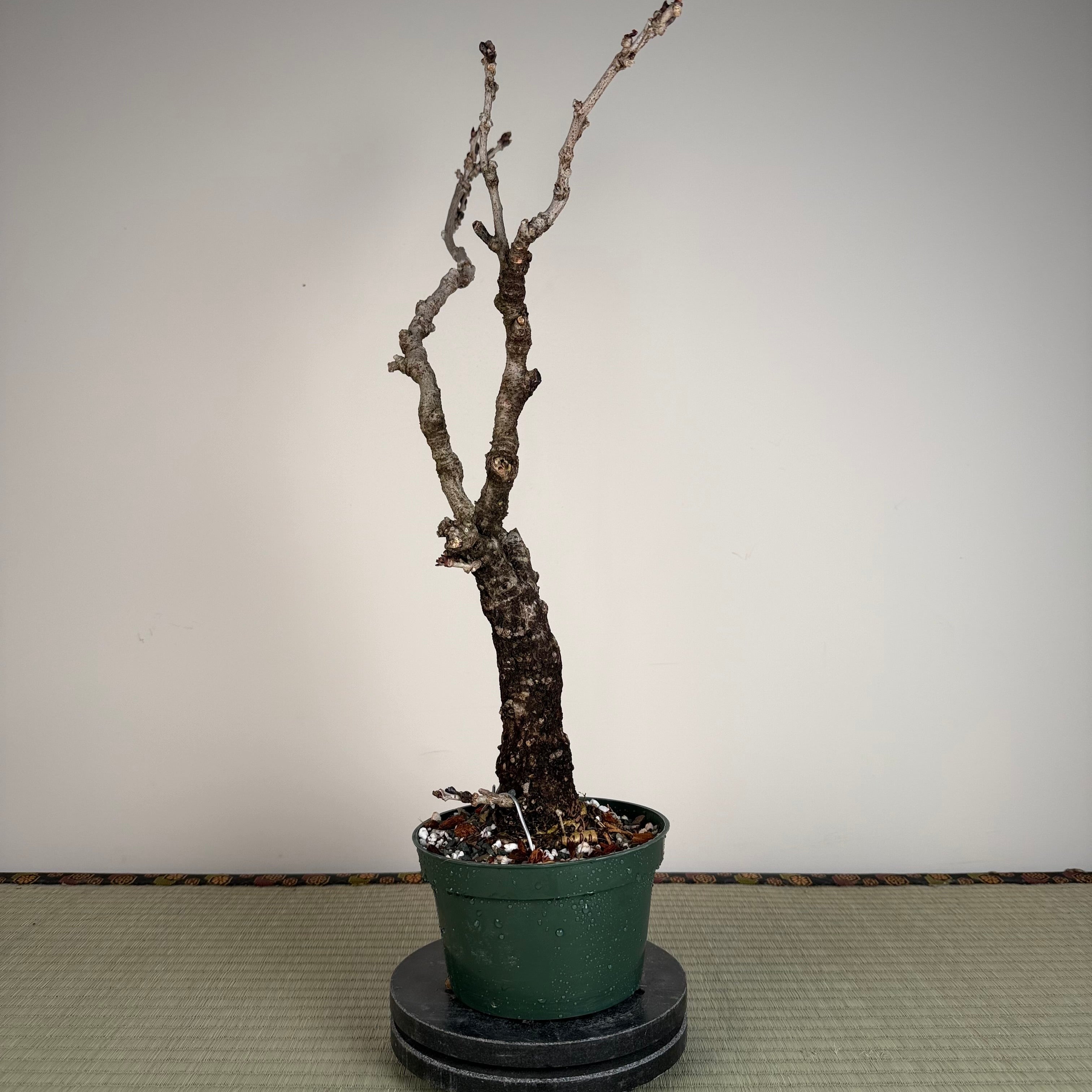 Wisteria floribunda