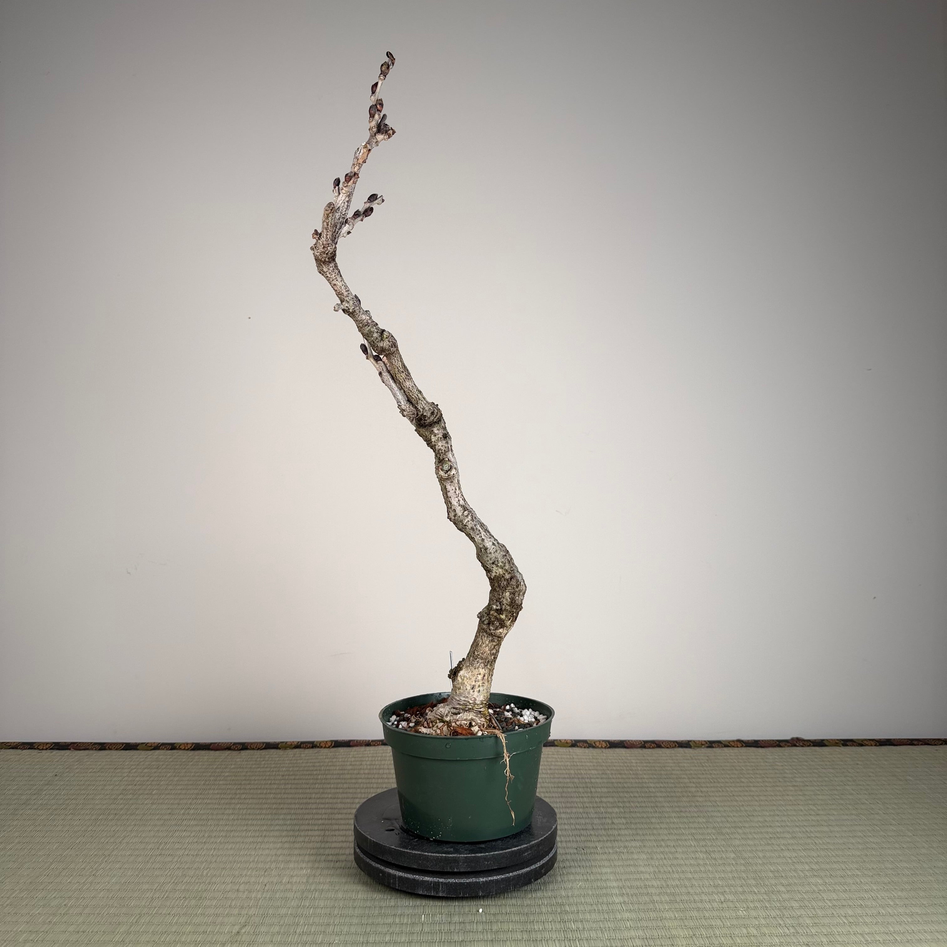 Wisteria floribunda
