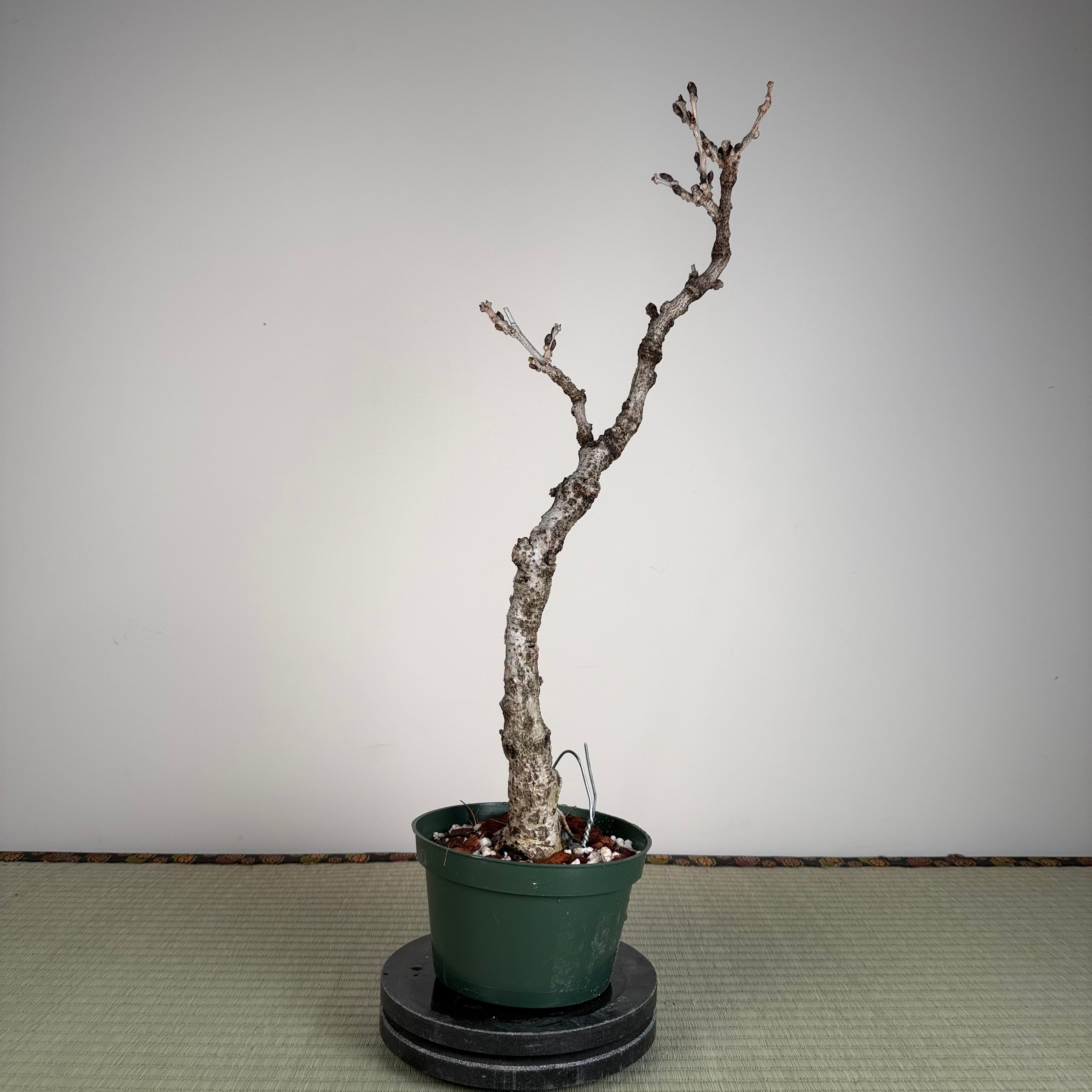 Glycine floribunda