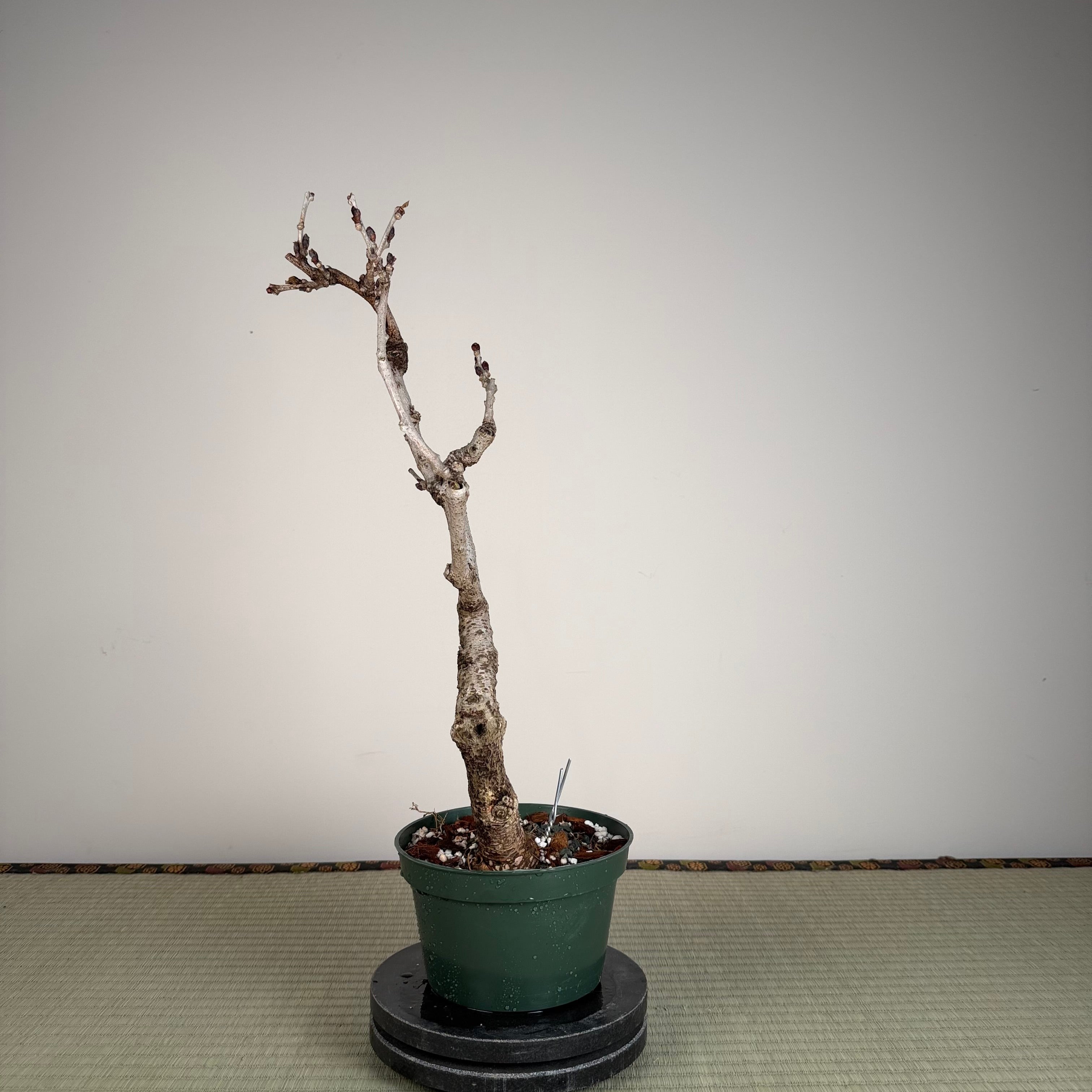 Glycine floribunda