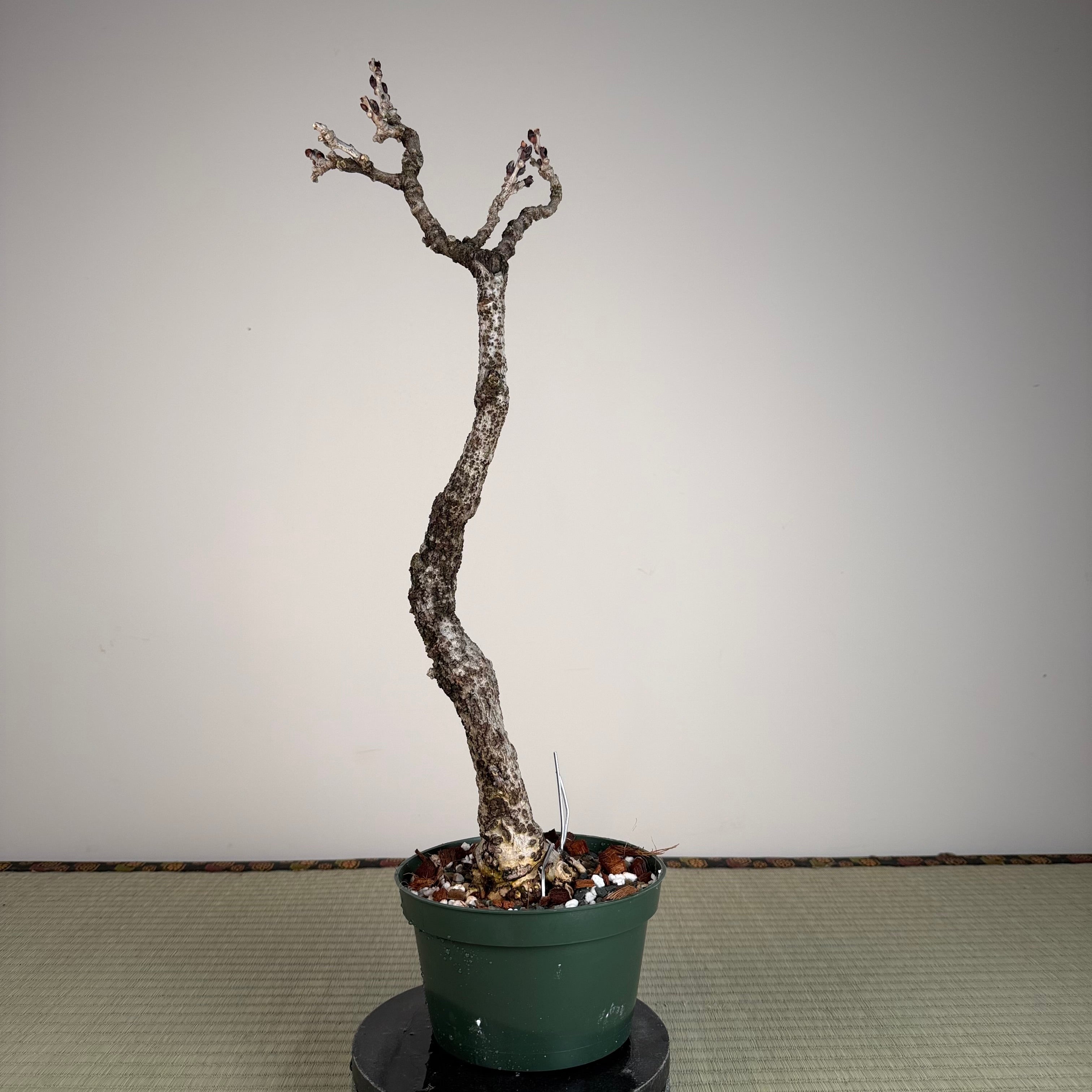 Glycine floribunda