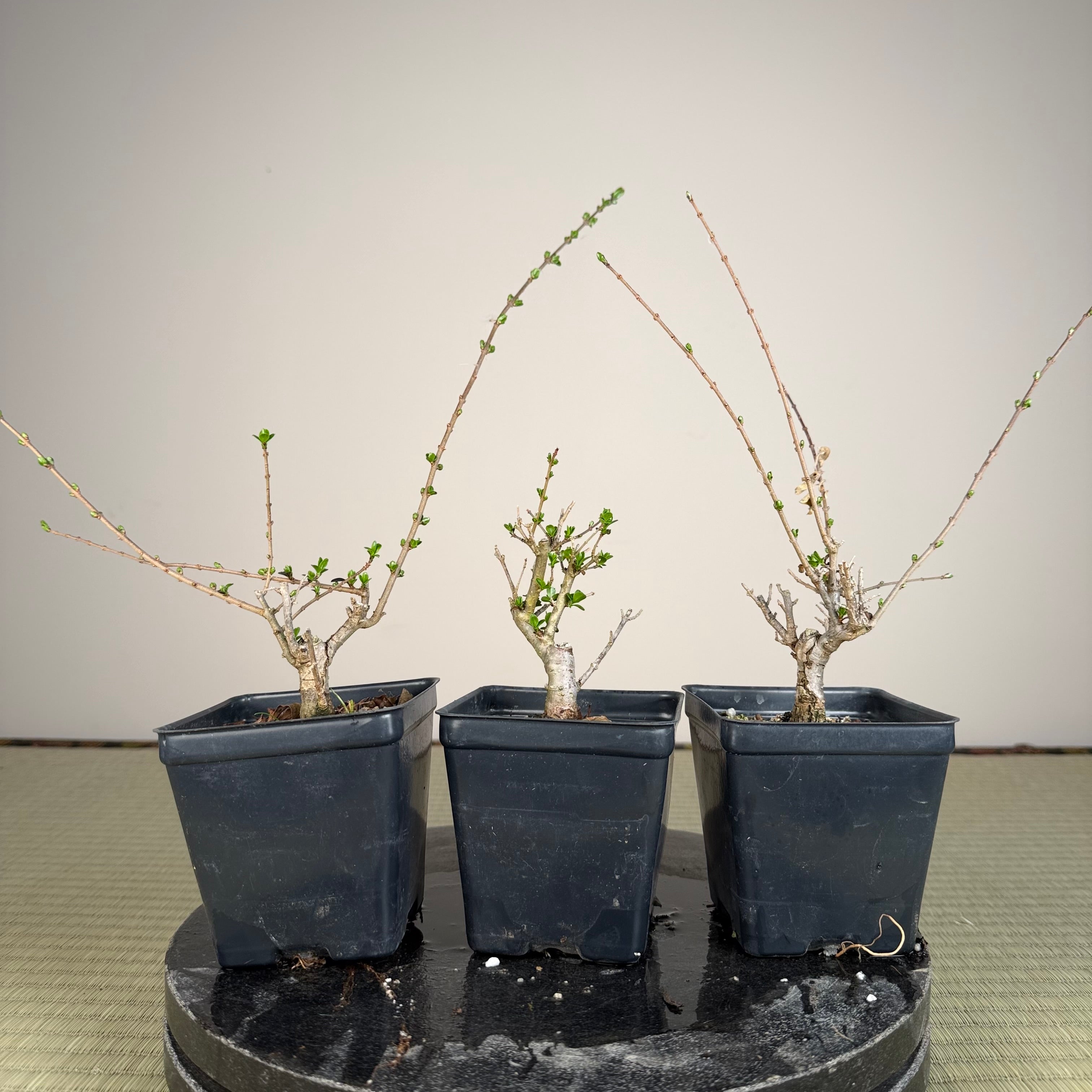 Ligustrum