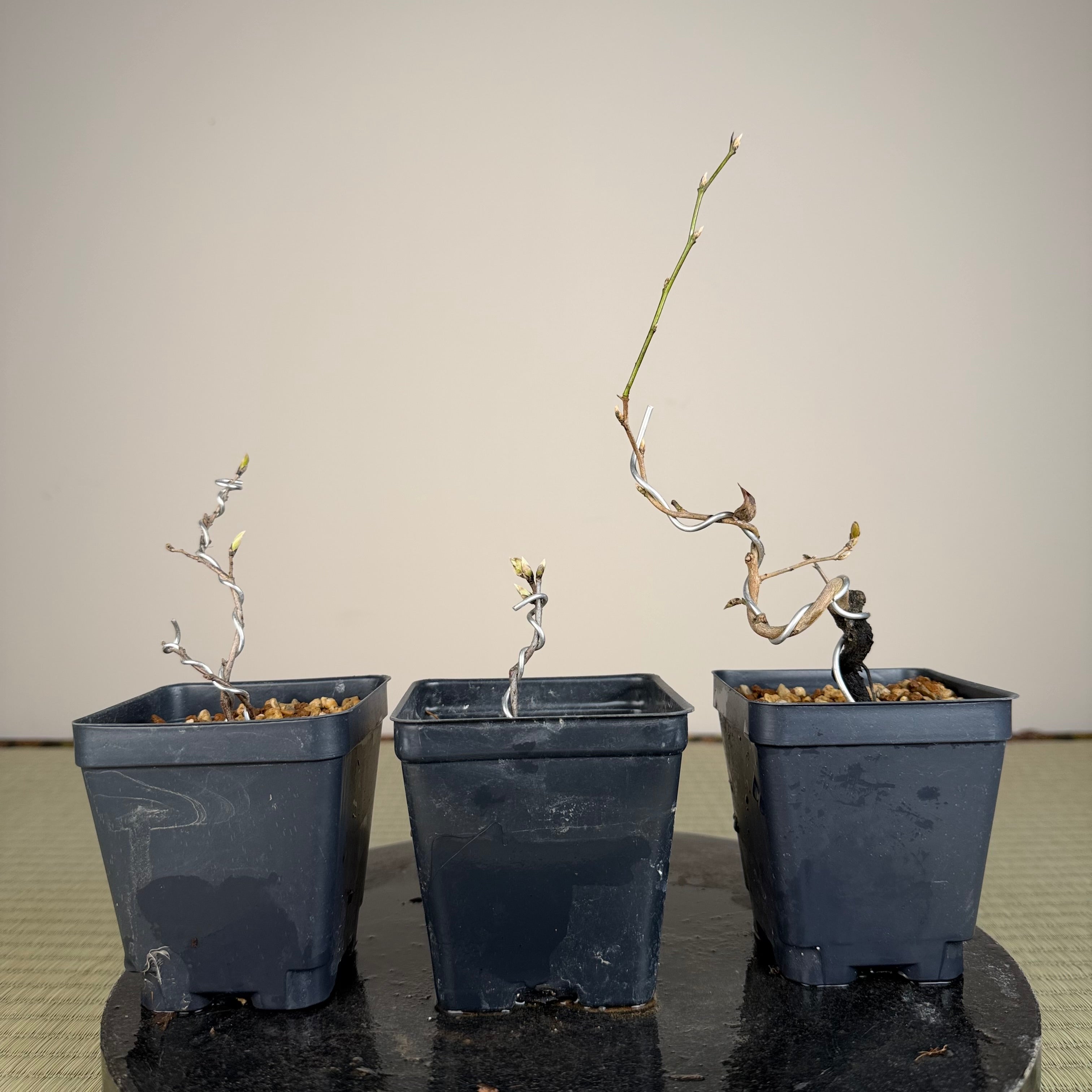 Diospyros rhombifolia (root cutting) 'Beniwakamaru'