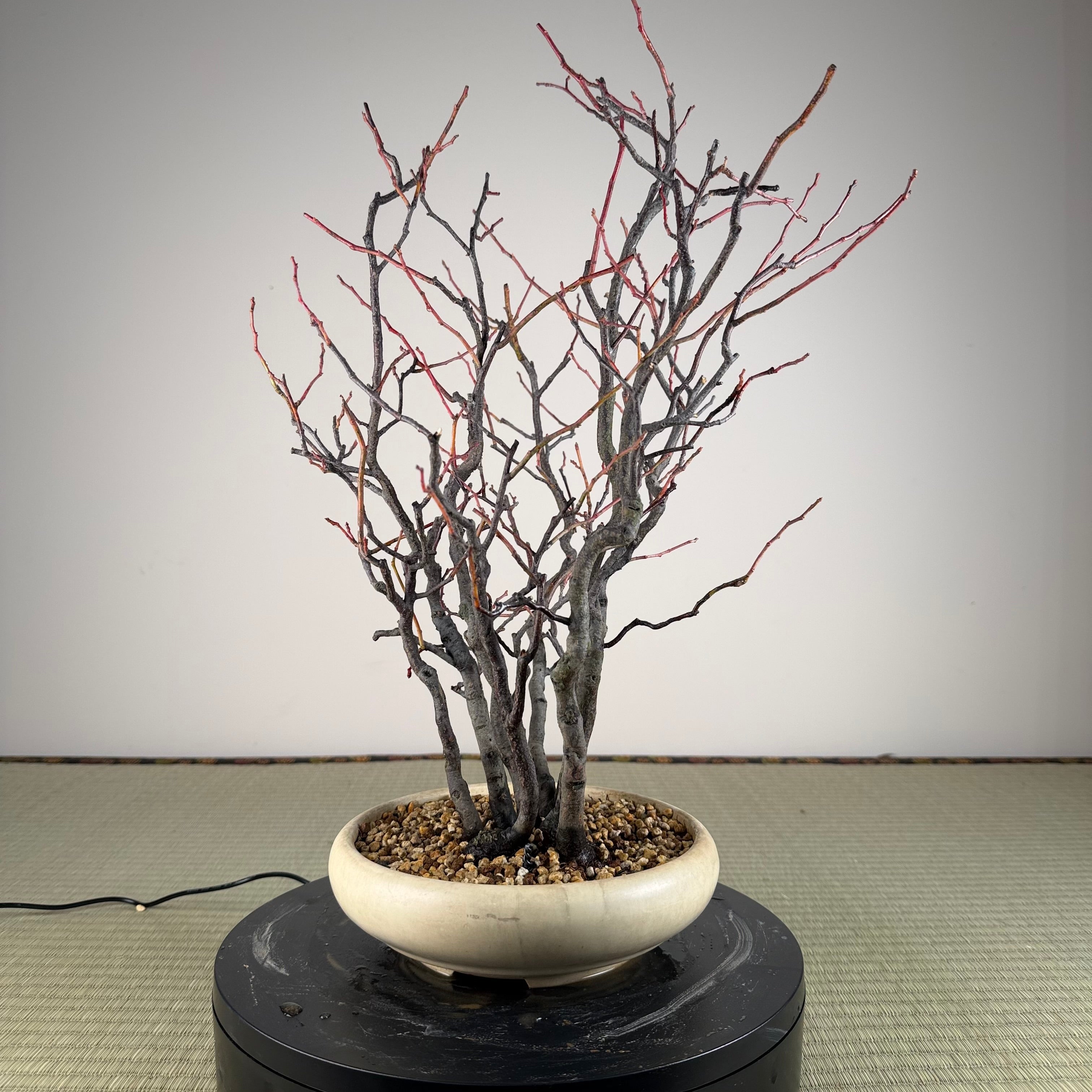 Itea japonica