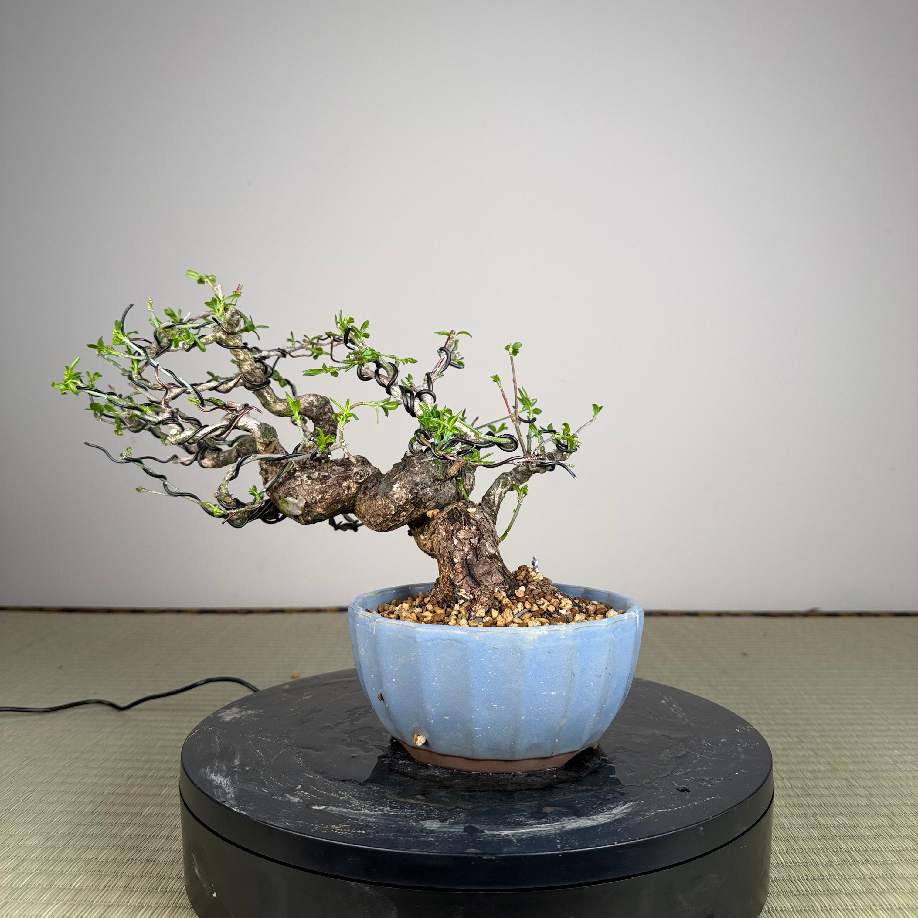 Euonymus