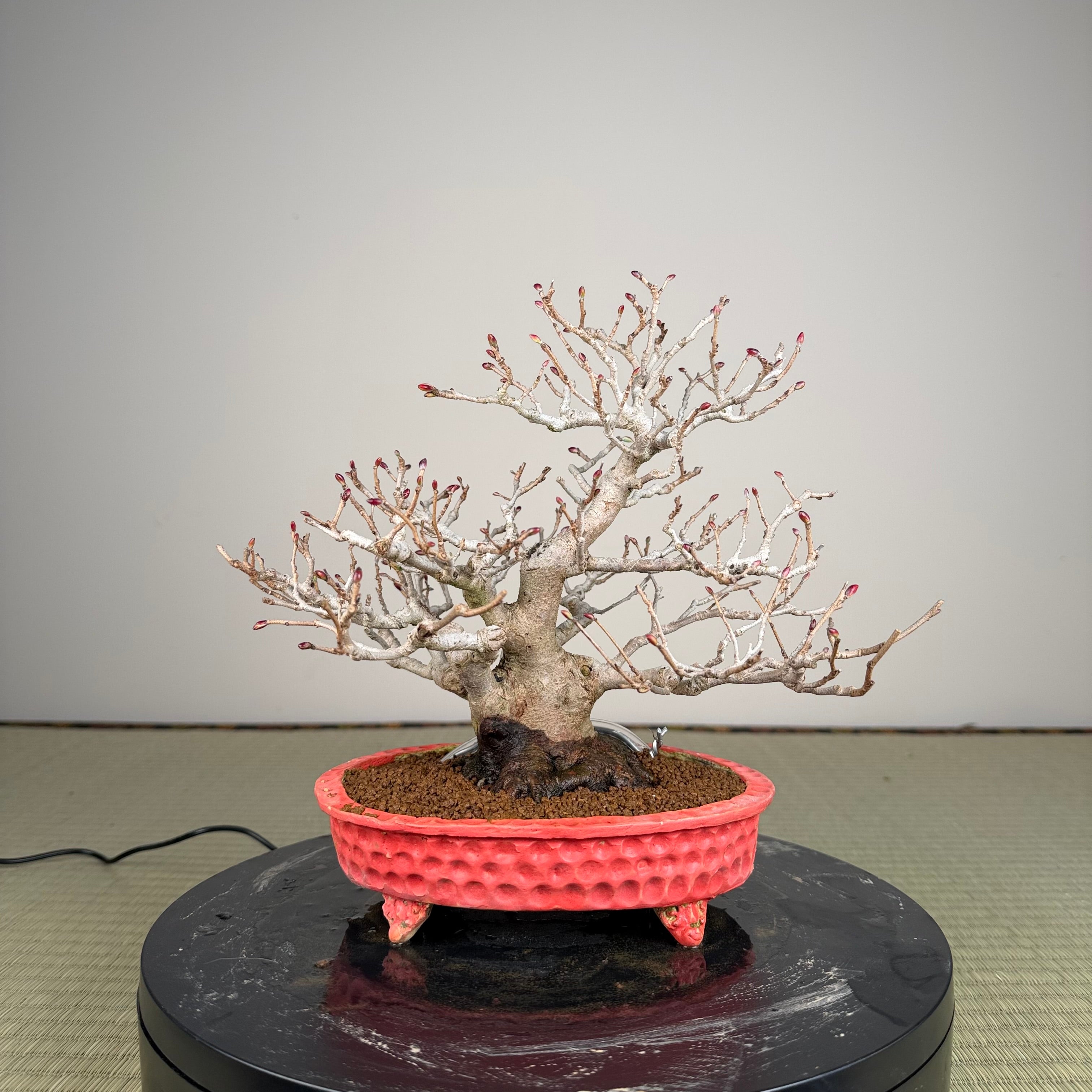 Corylopsis spicata