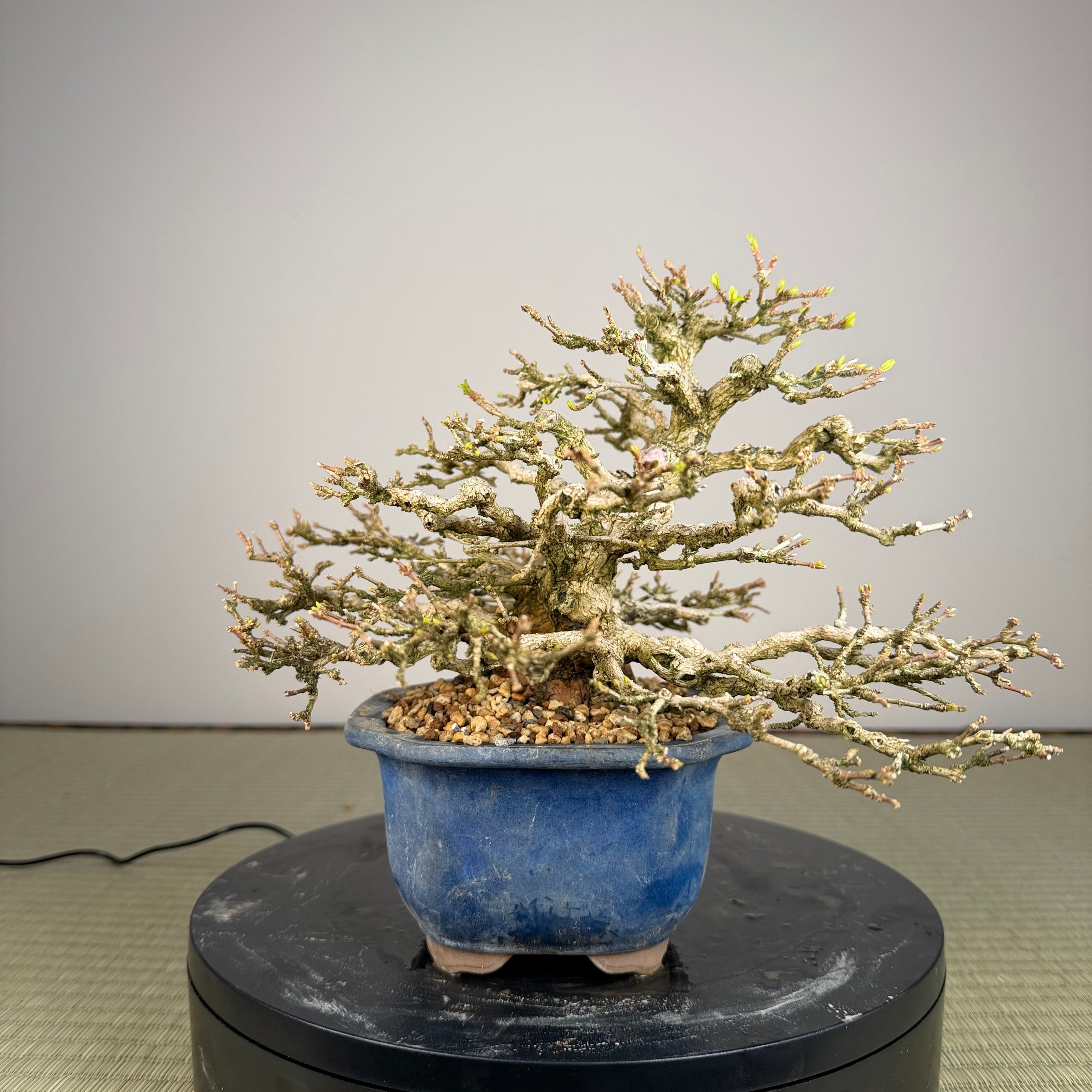 Premna japonica