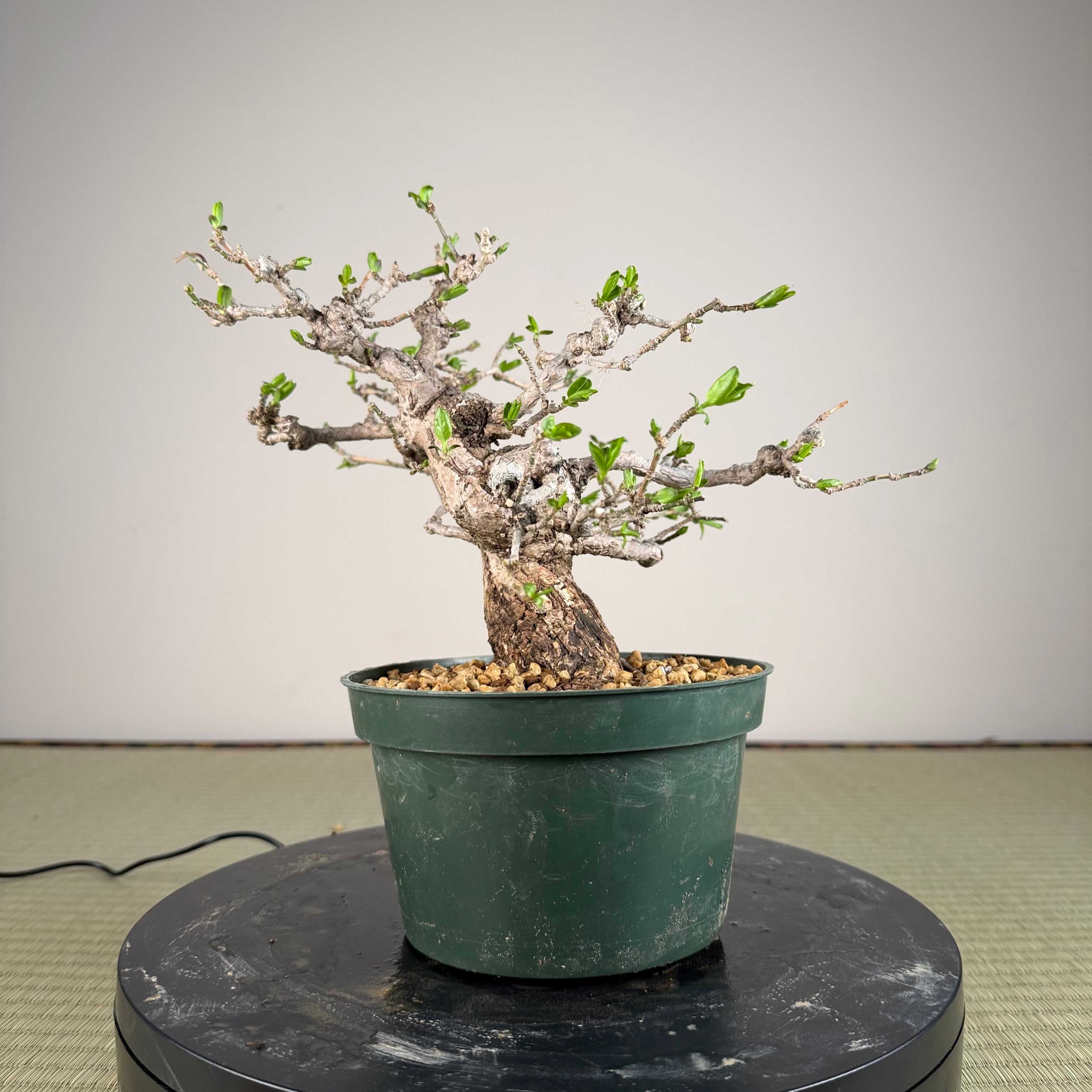 Euonymus