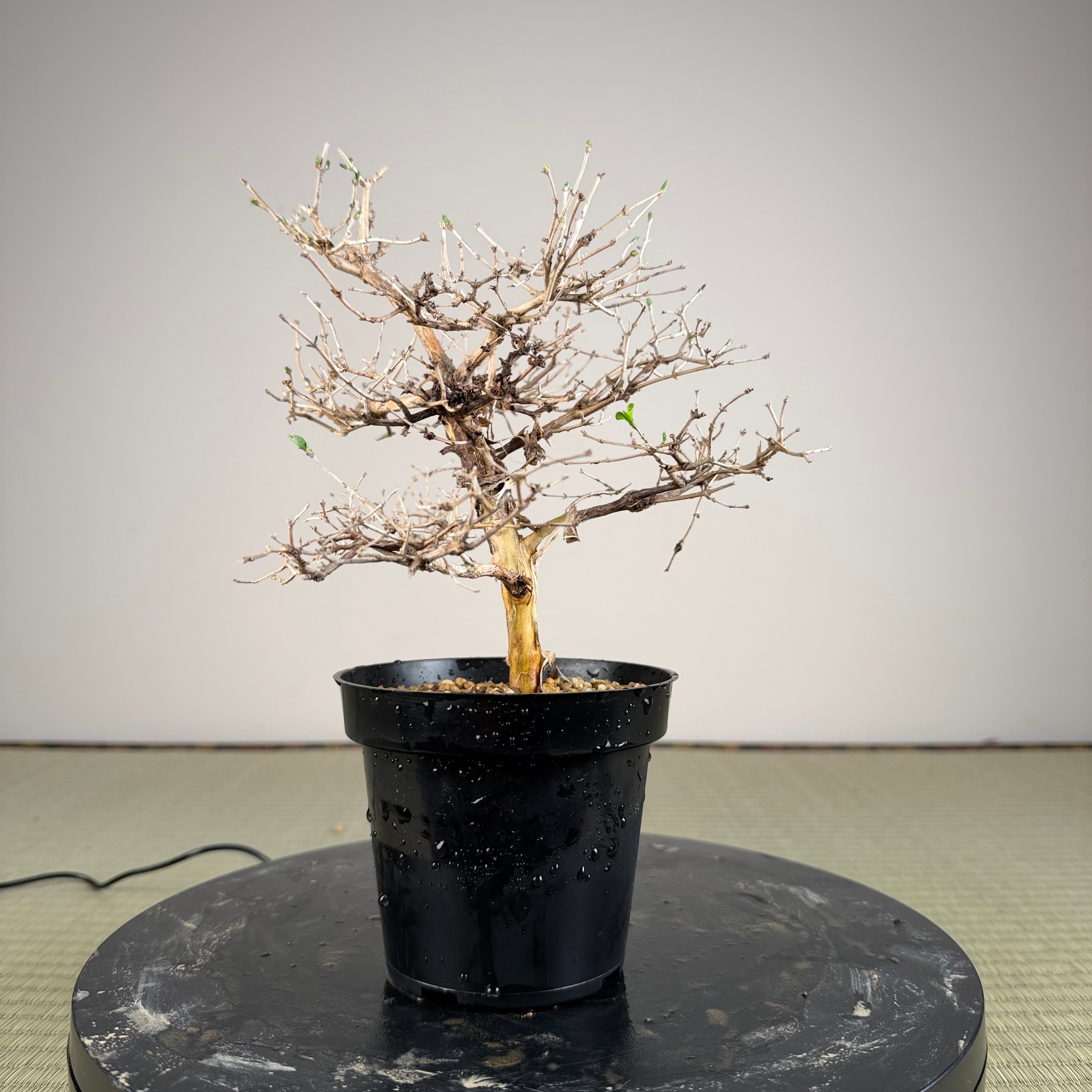 Lonicera gracilipes