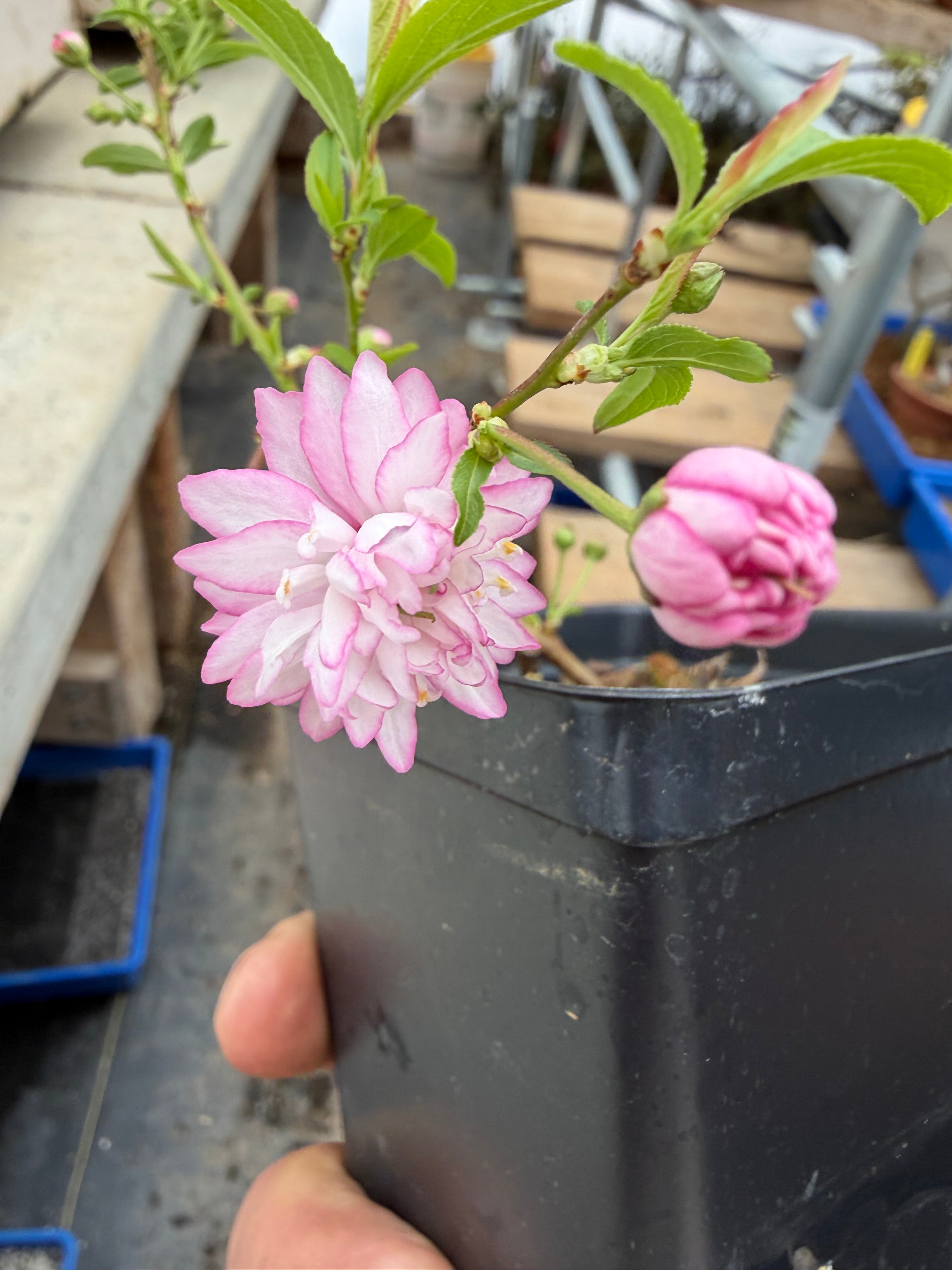 Prunus glandulosa