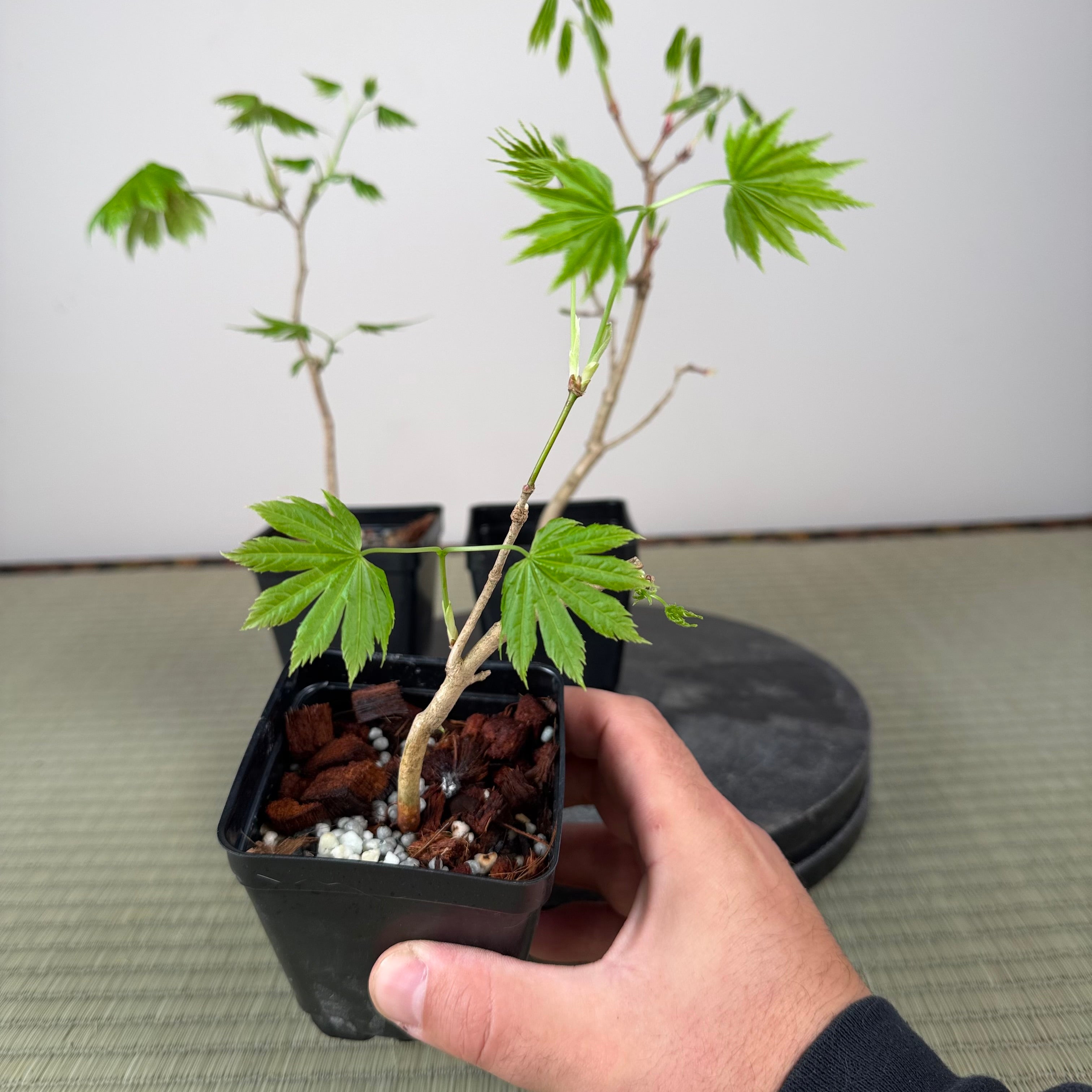 Acer tenuifolium 'Kohauchiwa' (1 unit)