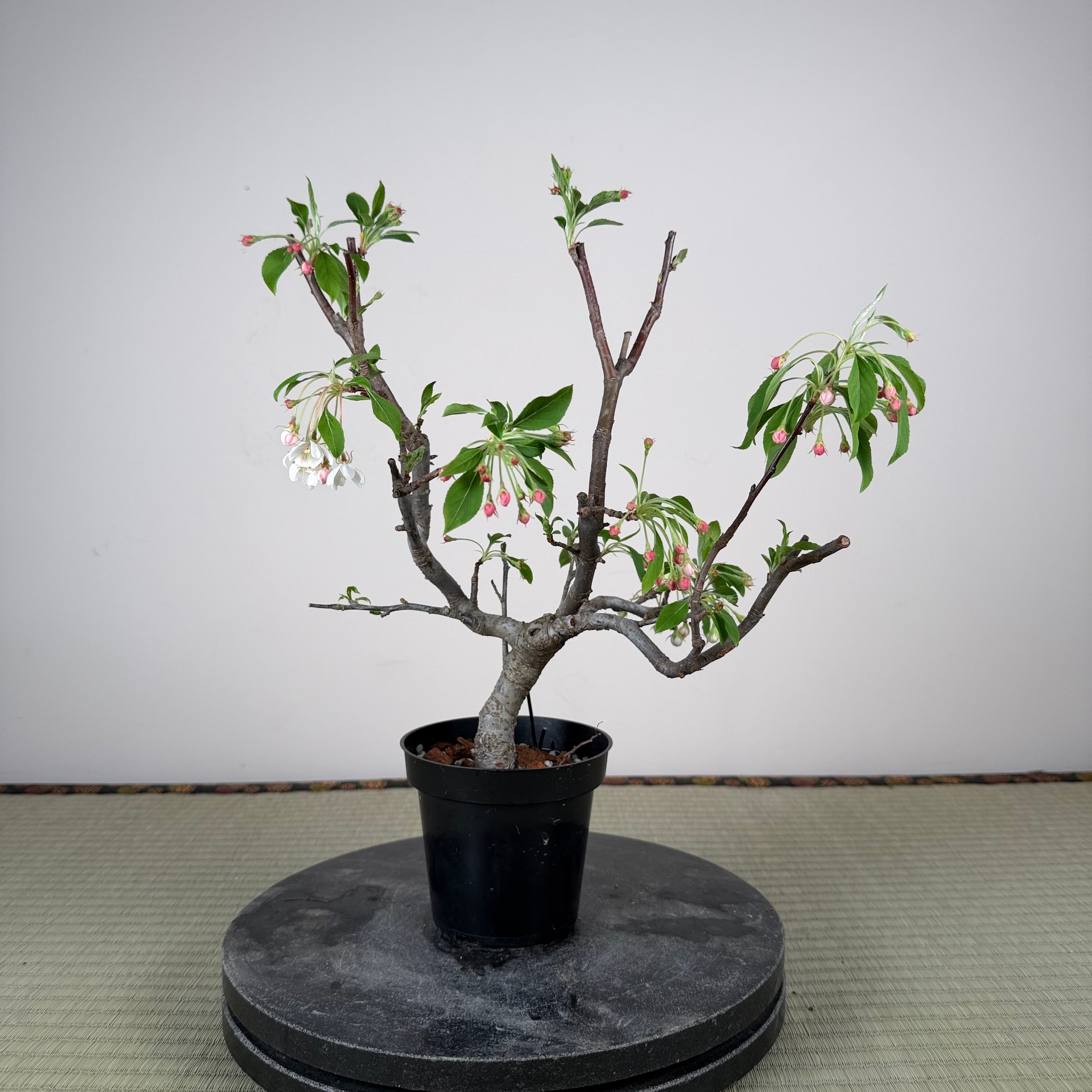 Malus 'Hime Ringo'