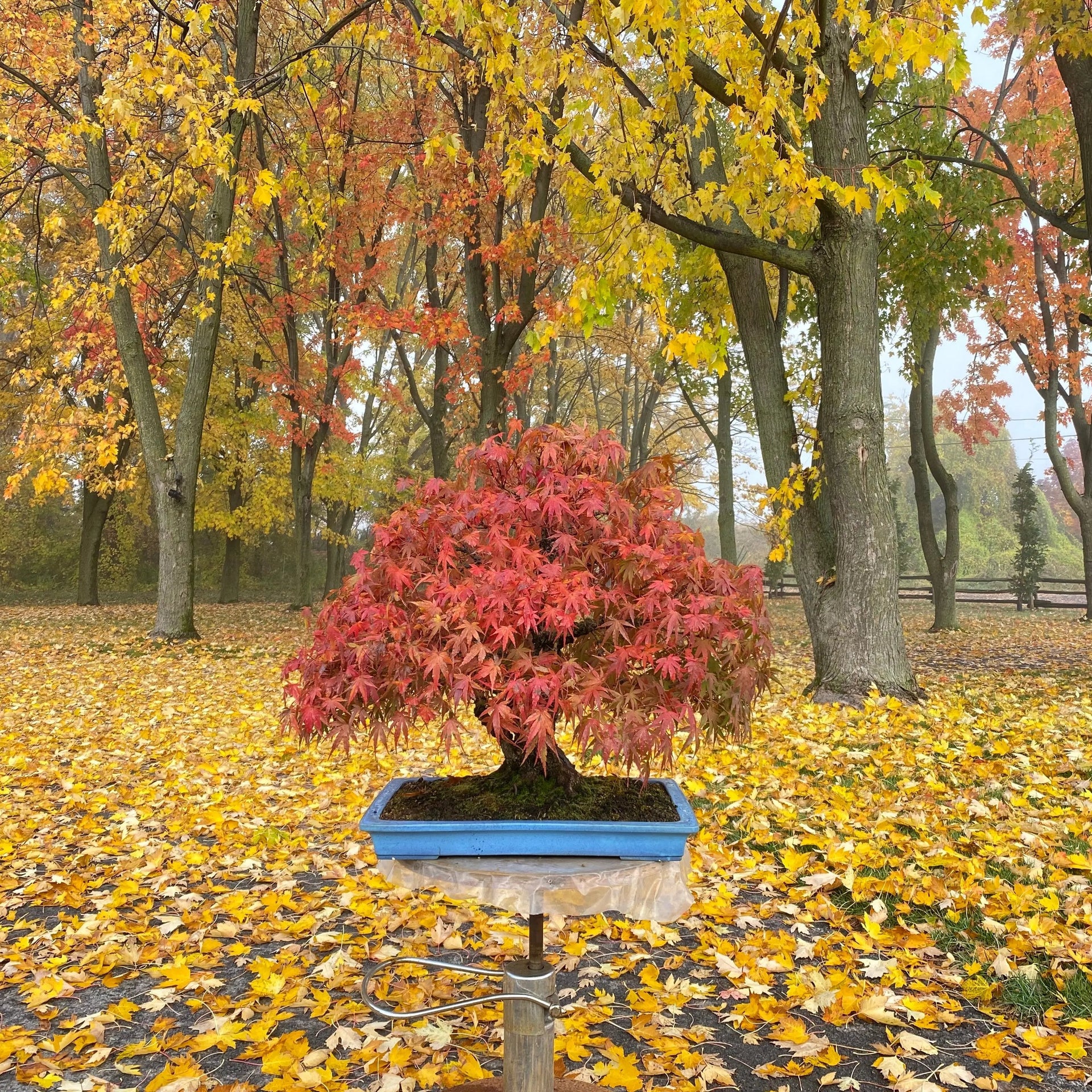 Acer palmatum 'Arakawa'