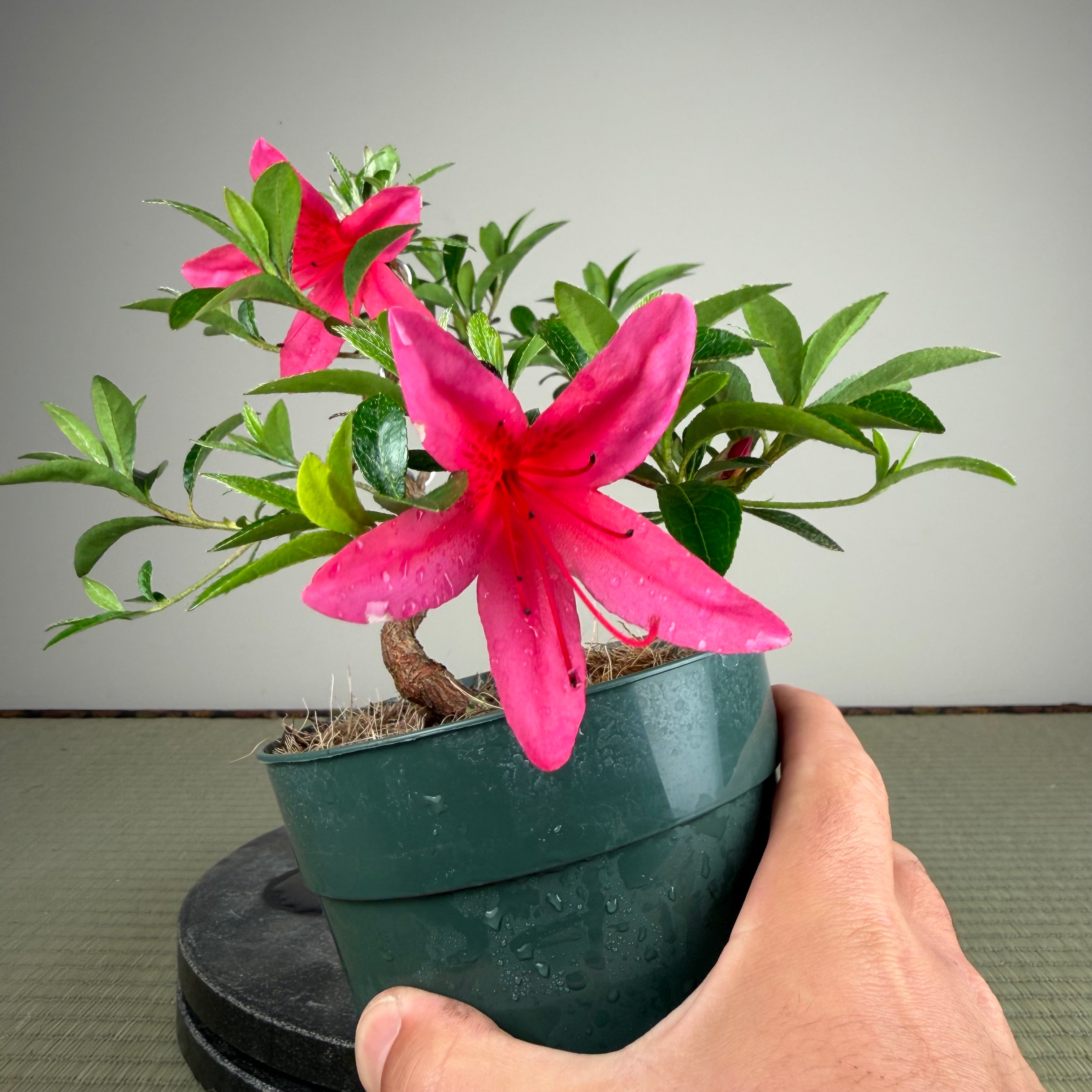Rhododendron indicum 'Beni Kage'