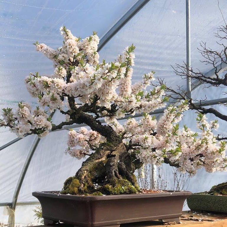 Prunus tomentosa (seed-grown)