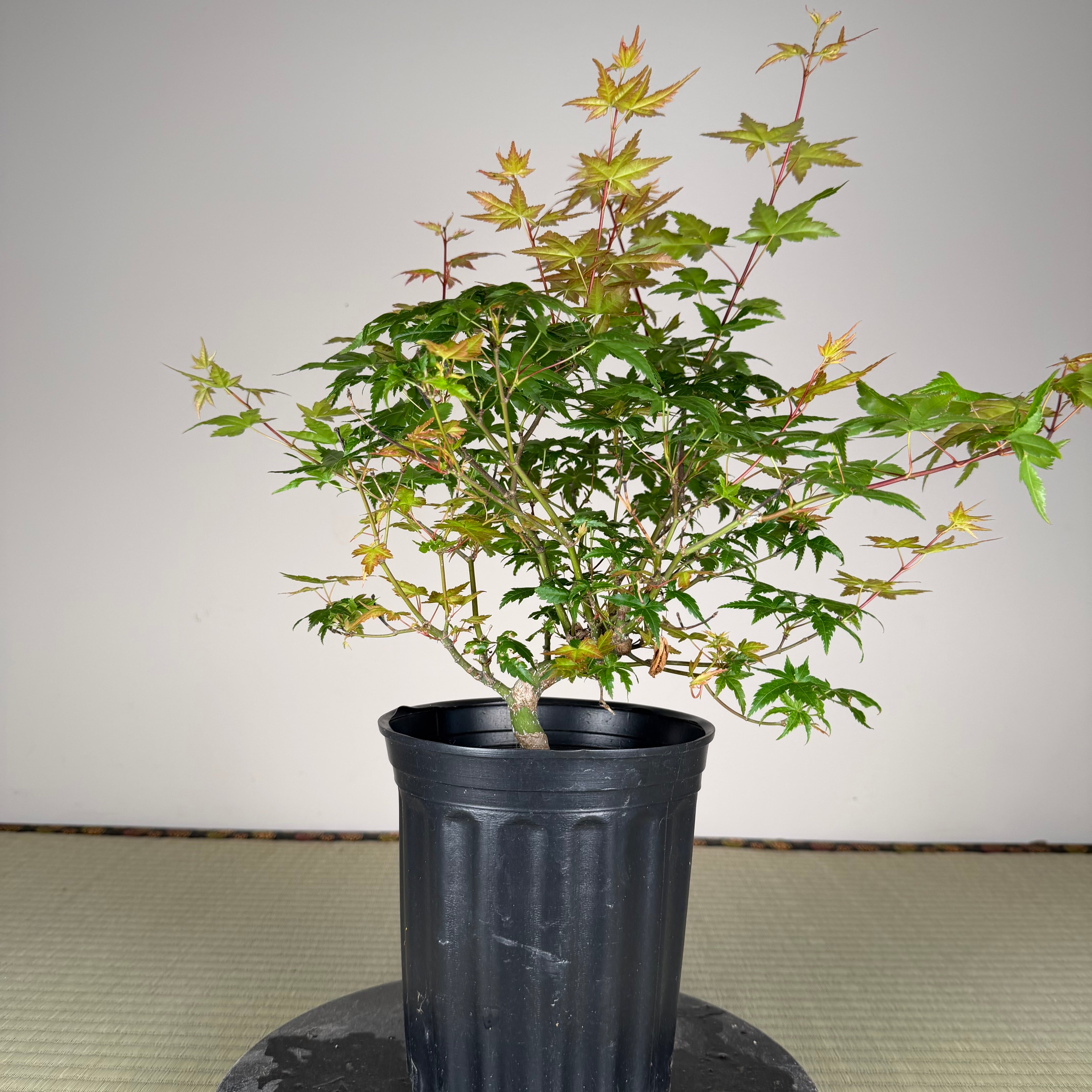 Acer palmatum 'Beni Chidori' #3 (see note)