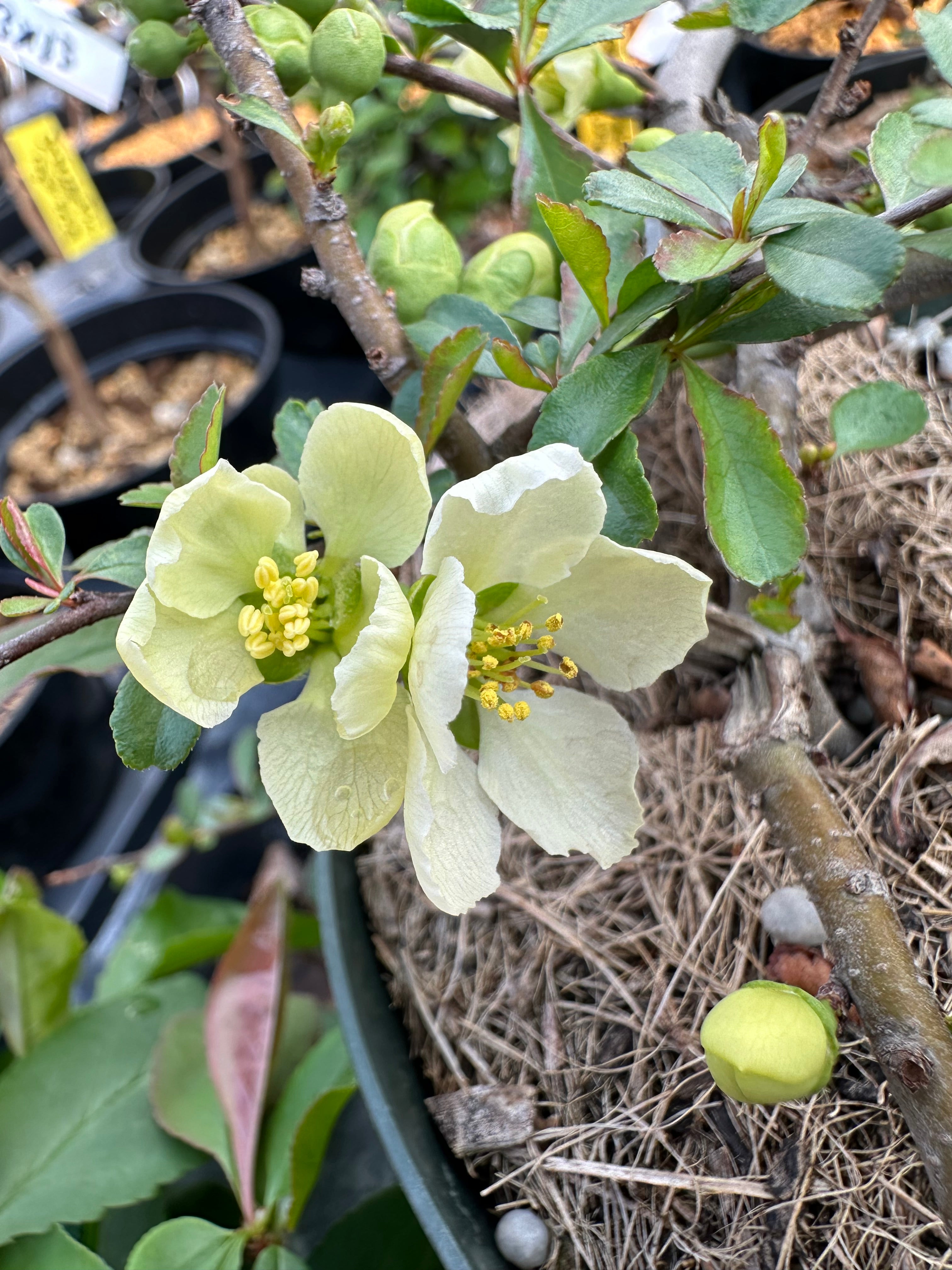 Chaenomeles japonica (white)