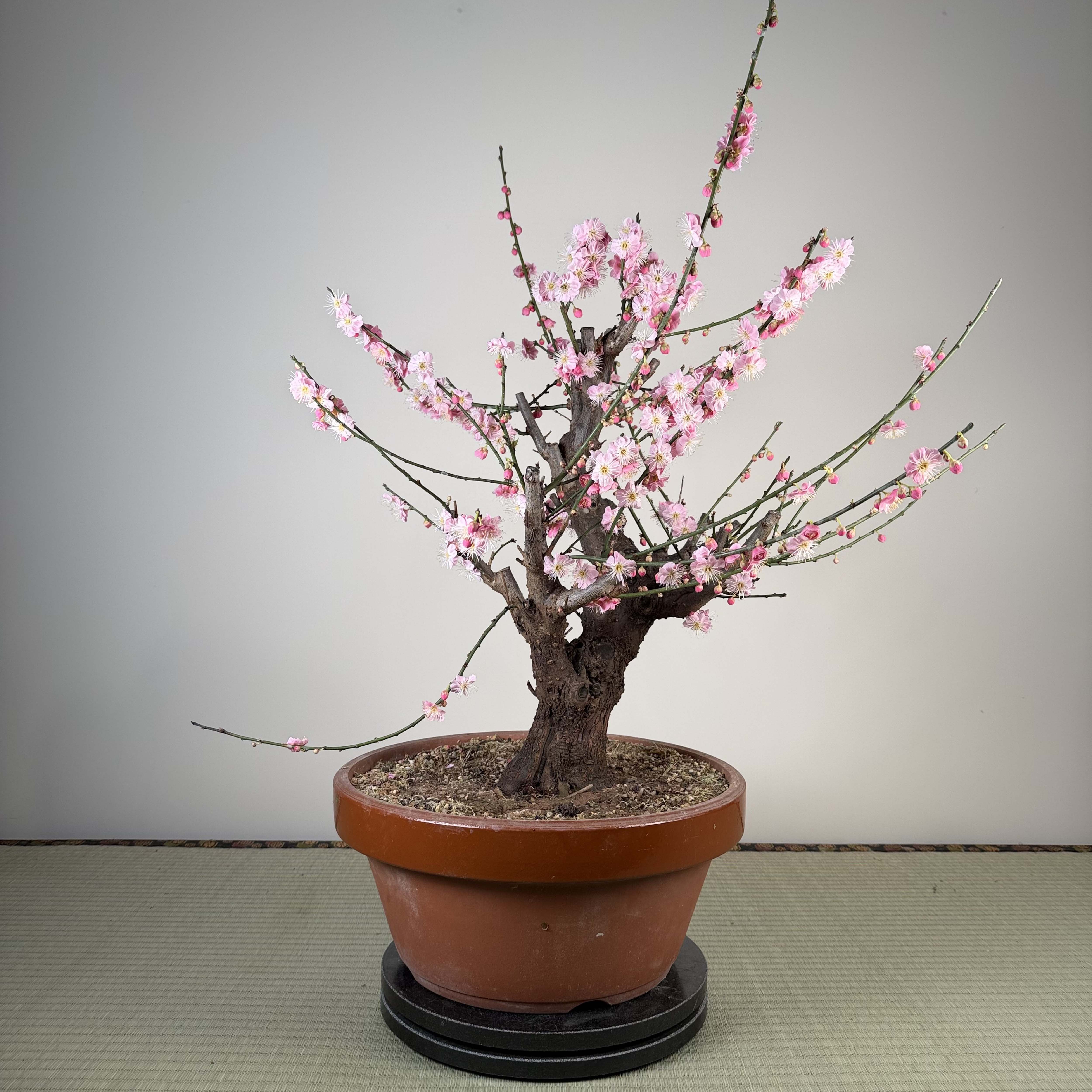 Glycine floribunda