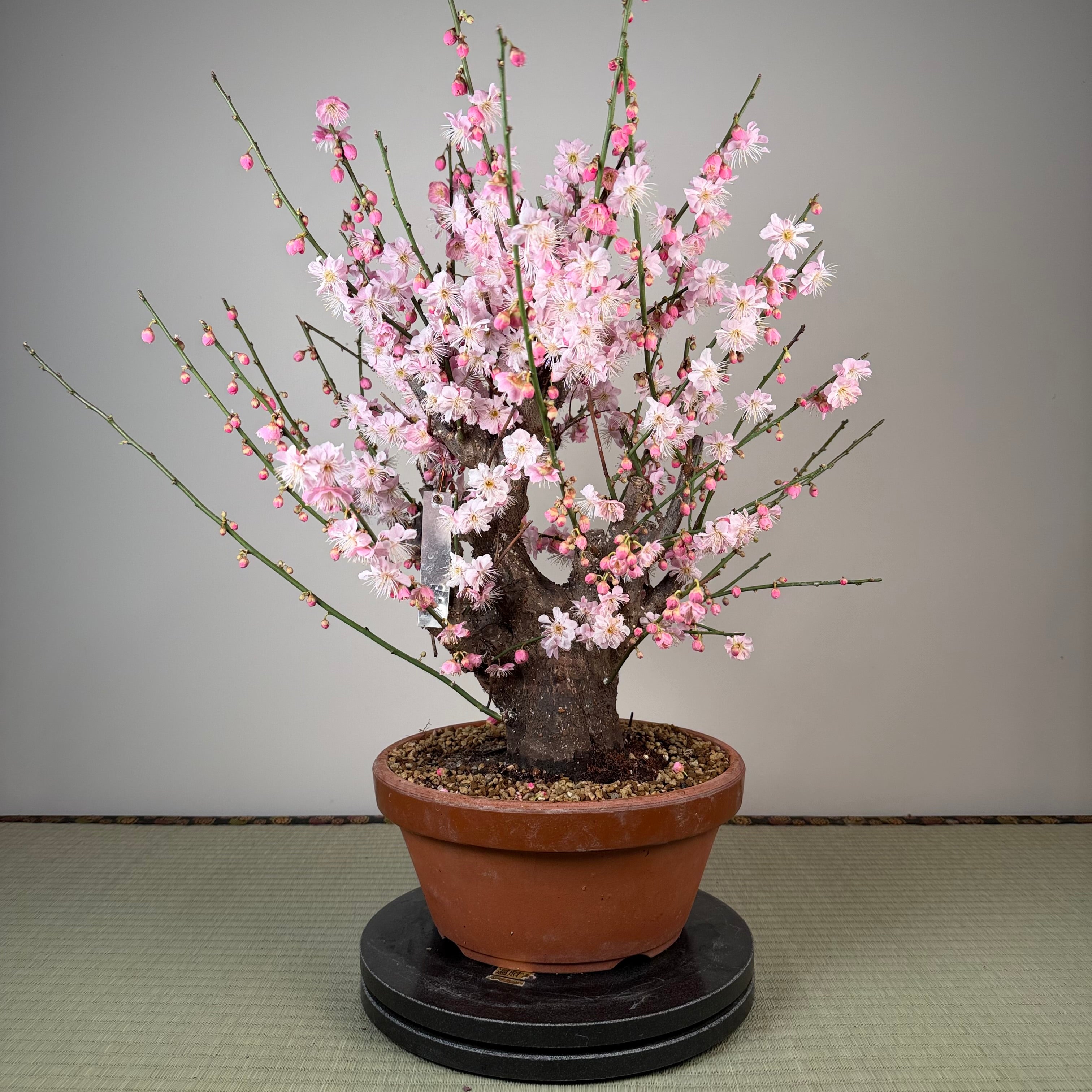 Prunus mume 'Gǔ lǐ hóng'