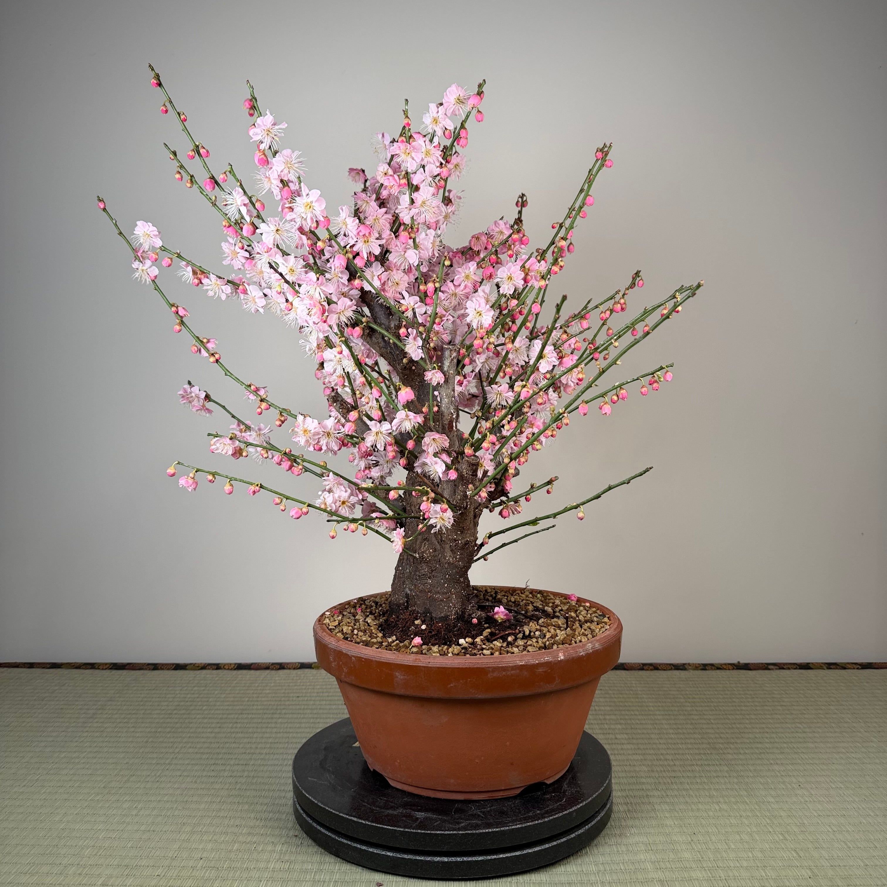 Prunus mume 'Gǔ lǐ hóng'