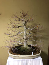 Acer palmatum