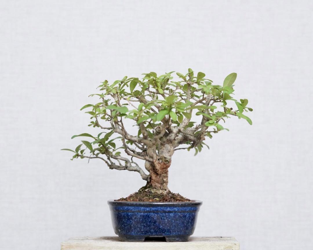 Ligustrum obtusifolium