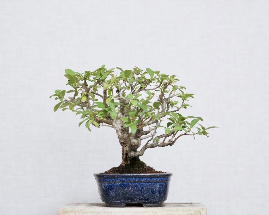 Ligustrum obtusifolium