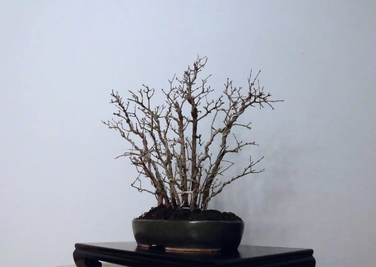 Punica granatum Canada Bonsai