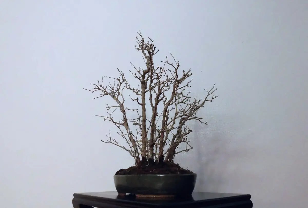 Punica granatum Canada Bonsai