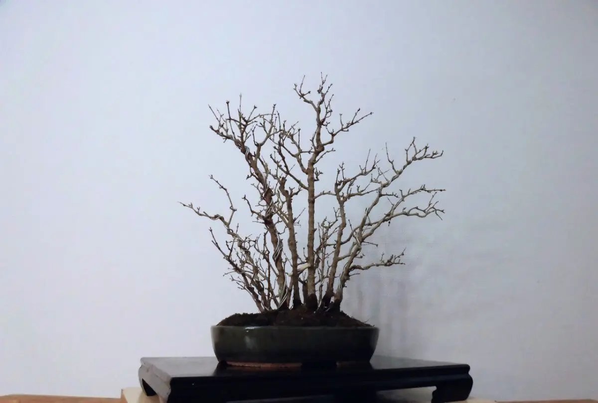 Punica granatum Canada Bonsai