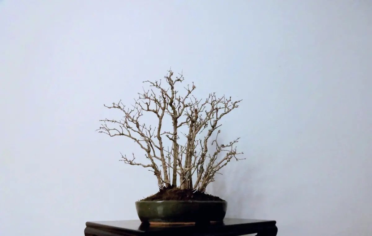 Punica granatum Canada Bonsai