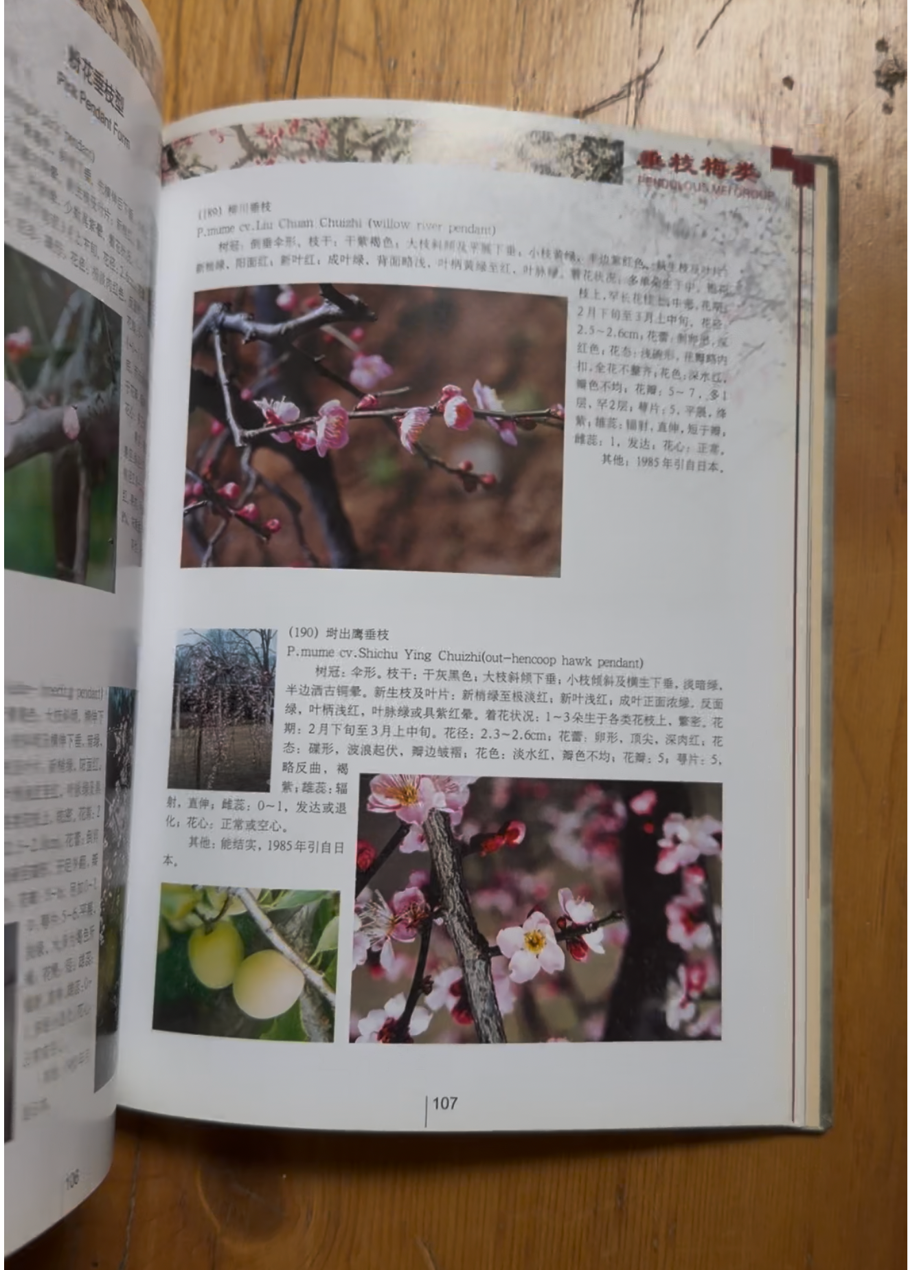 Méi Encyclopedia (南京梅普)