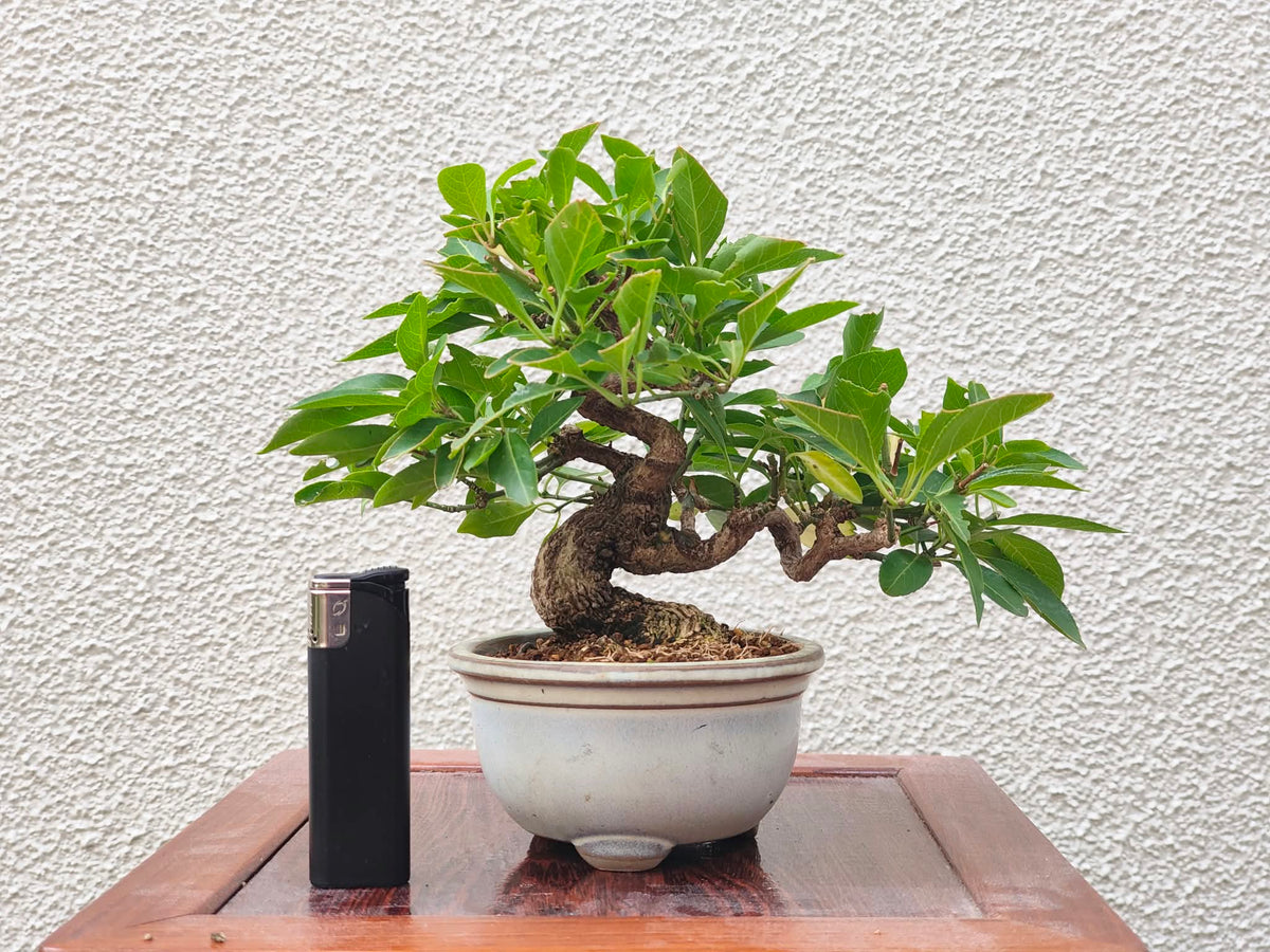 Euonymus