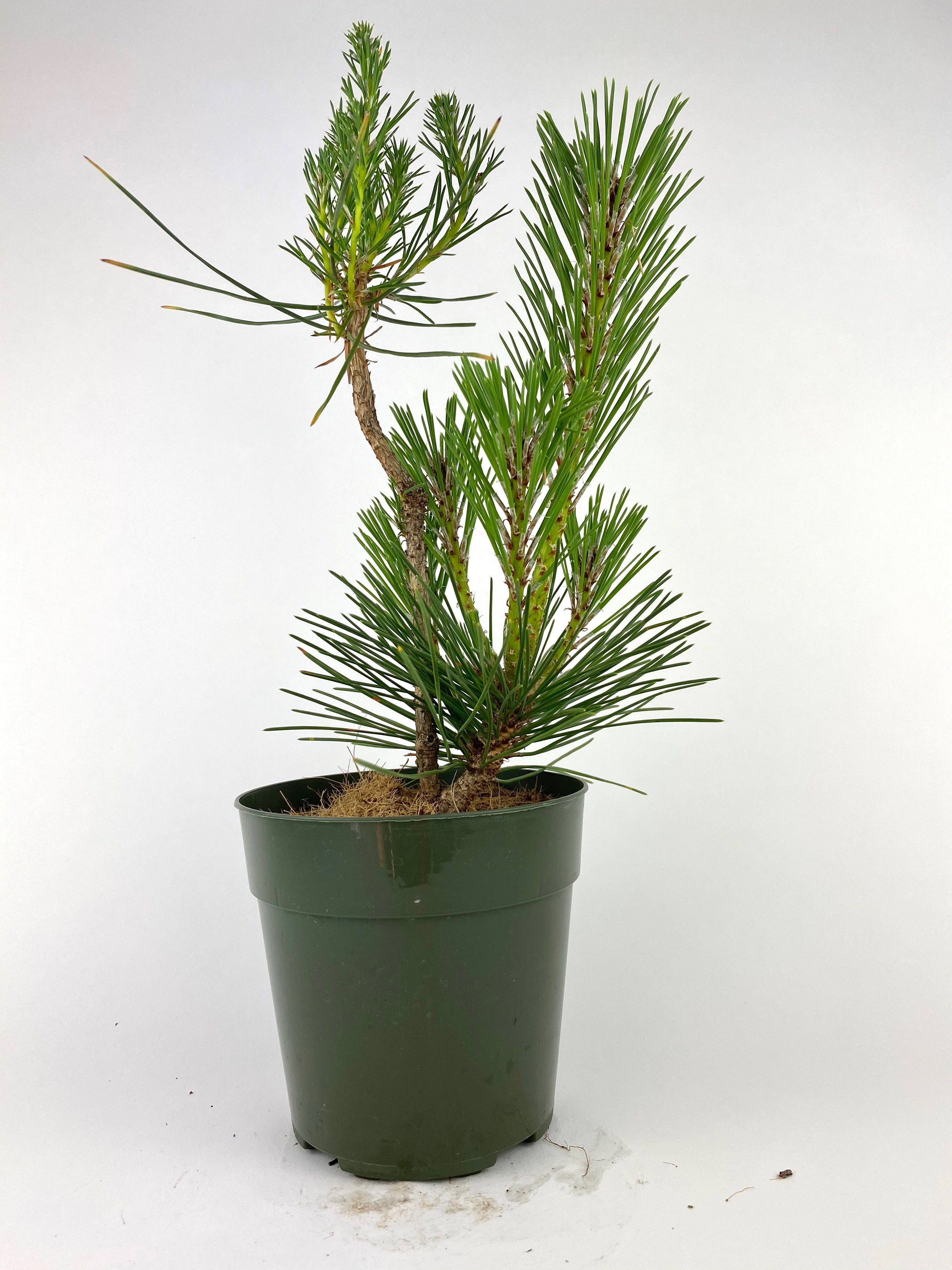 Pinus thunbergii 'Yatsubusa'