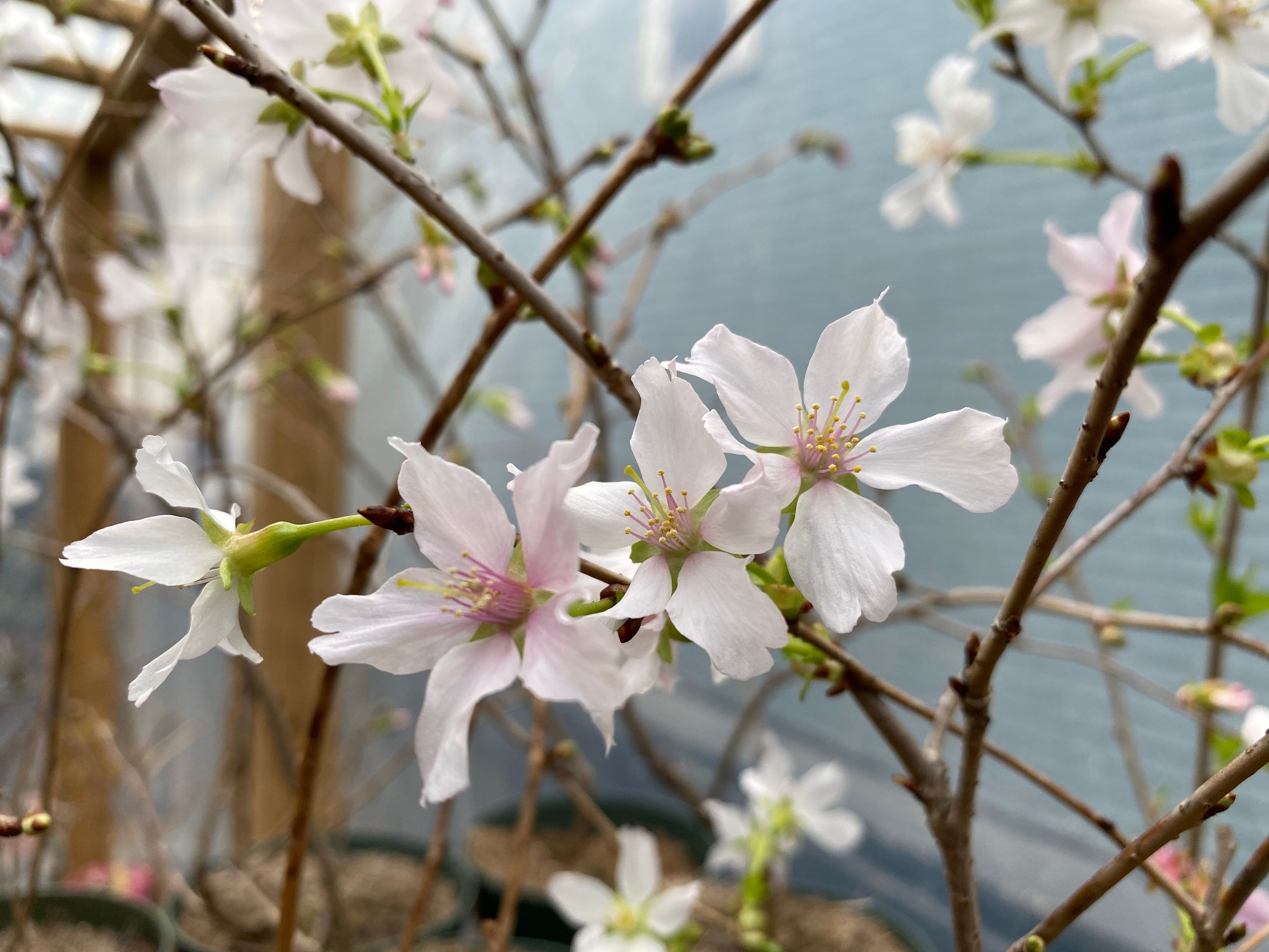 Japanese Cherry