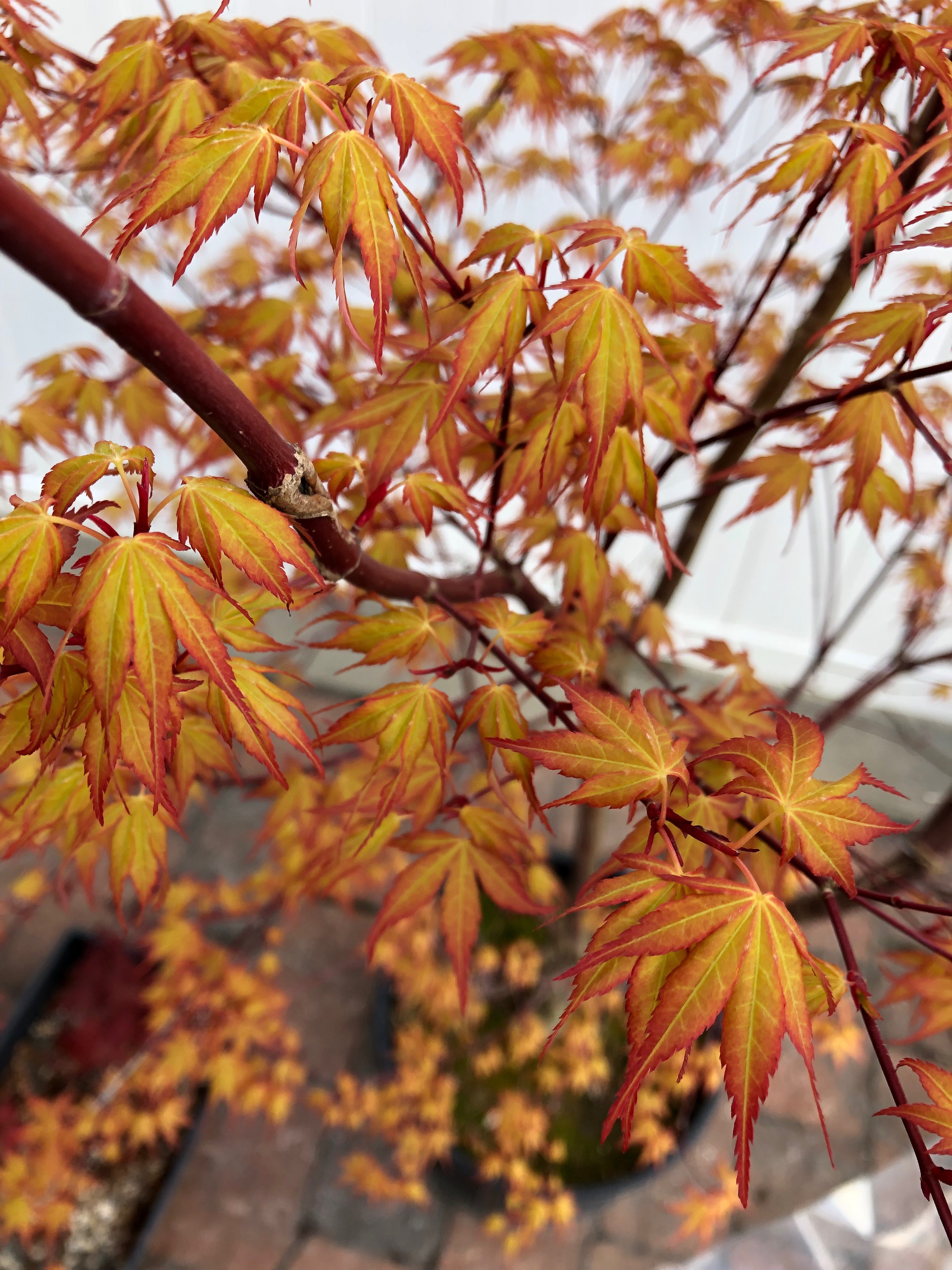 Acer palmatum 'Katsura'