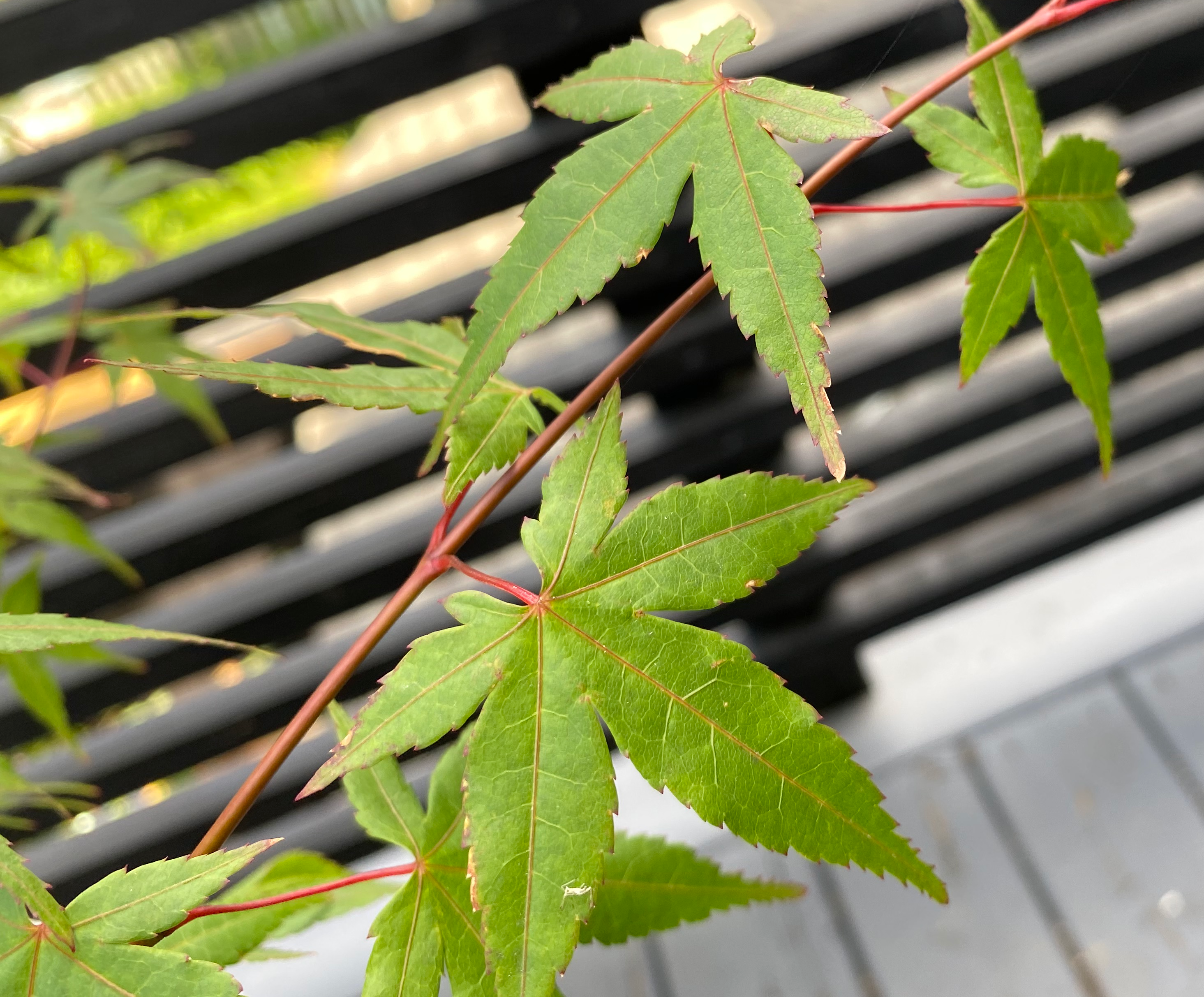 Acer palmatum 'Standard'