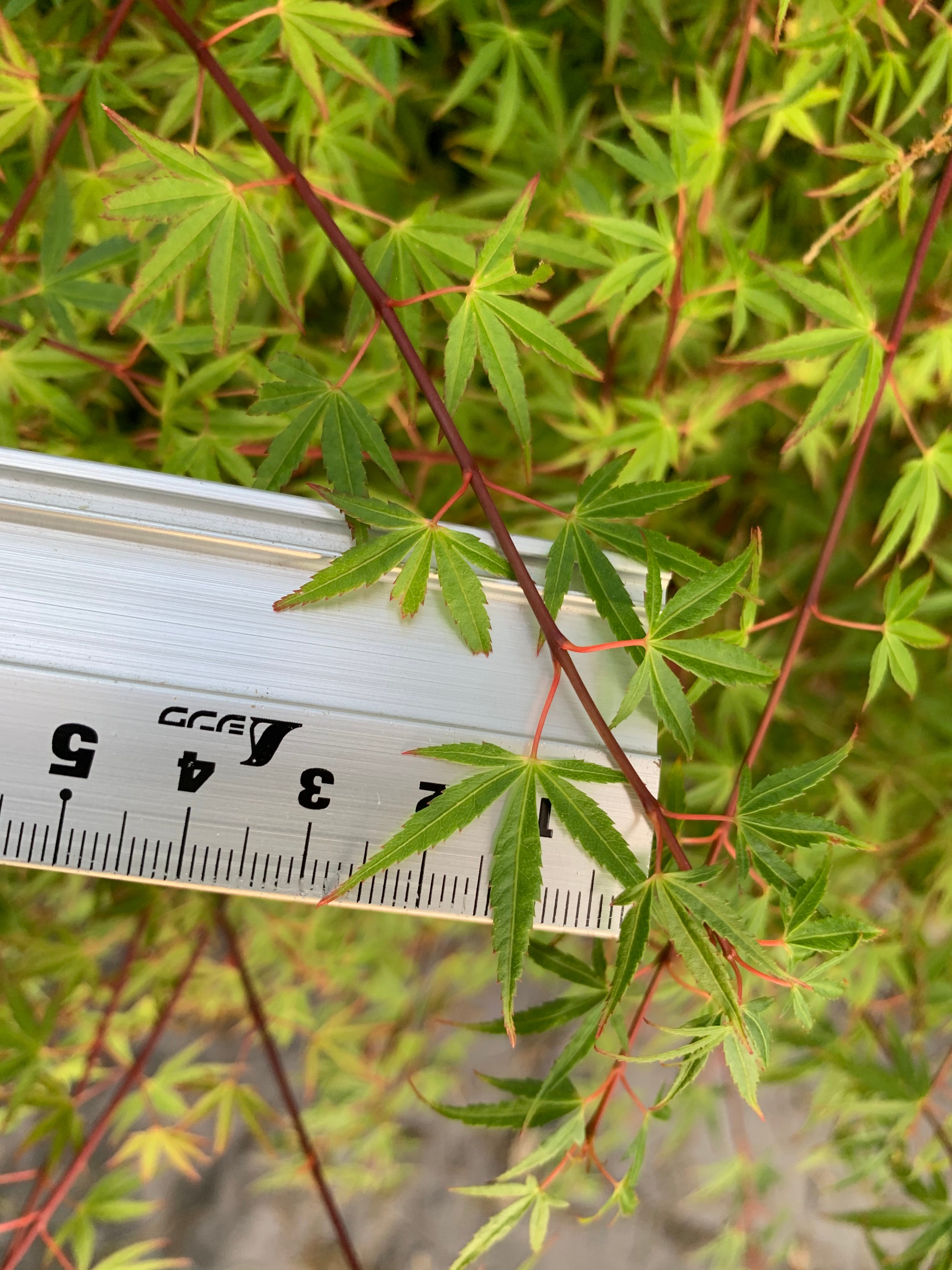 Japanese Maple 'Yuki Hime'