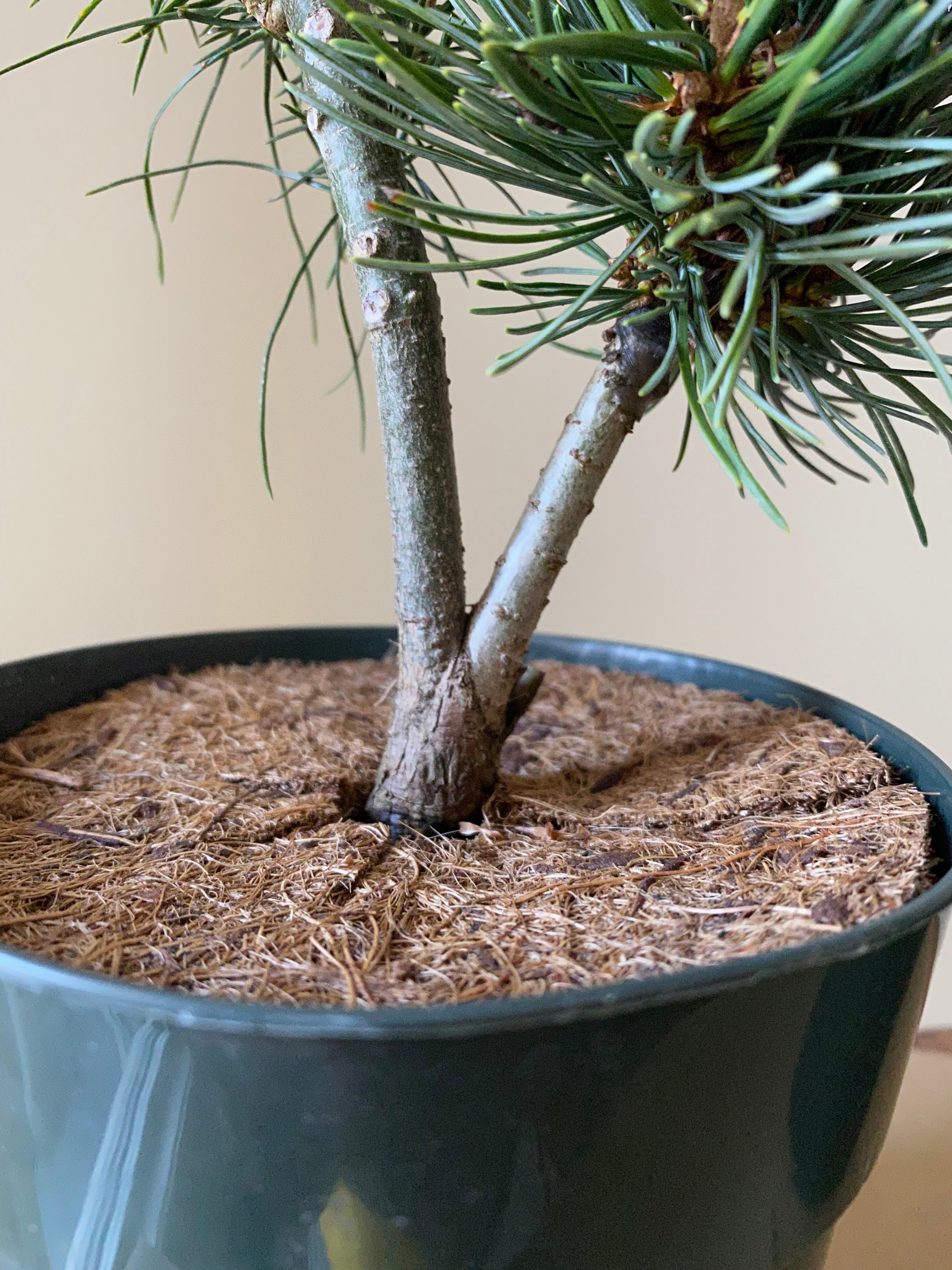 Japanese White Pine 'Aoi'