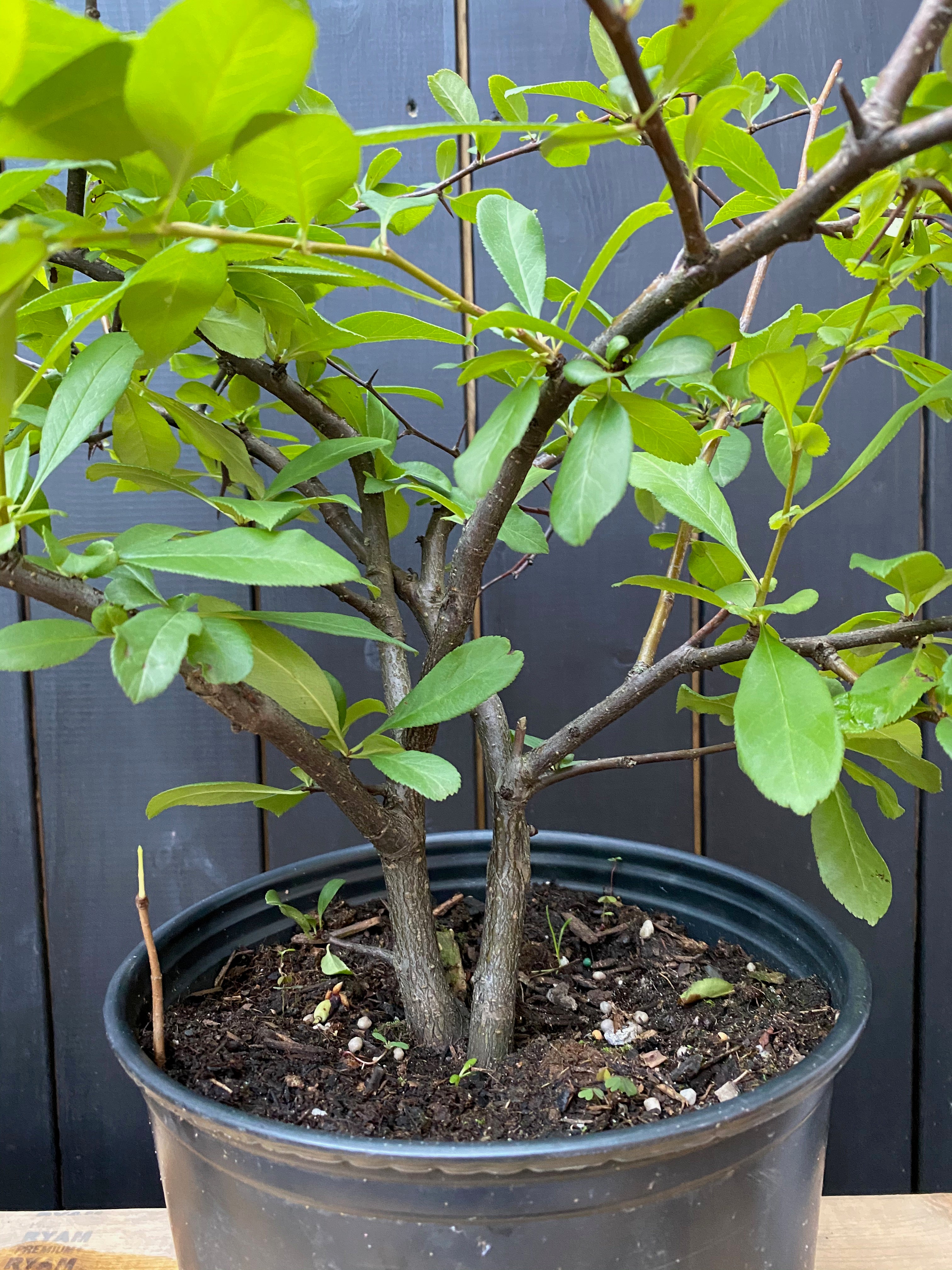 Chaenomeles speciosa 'Toyo Nishiki'