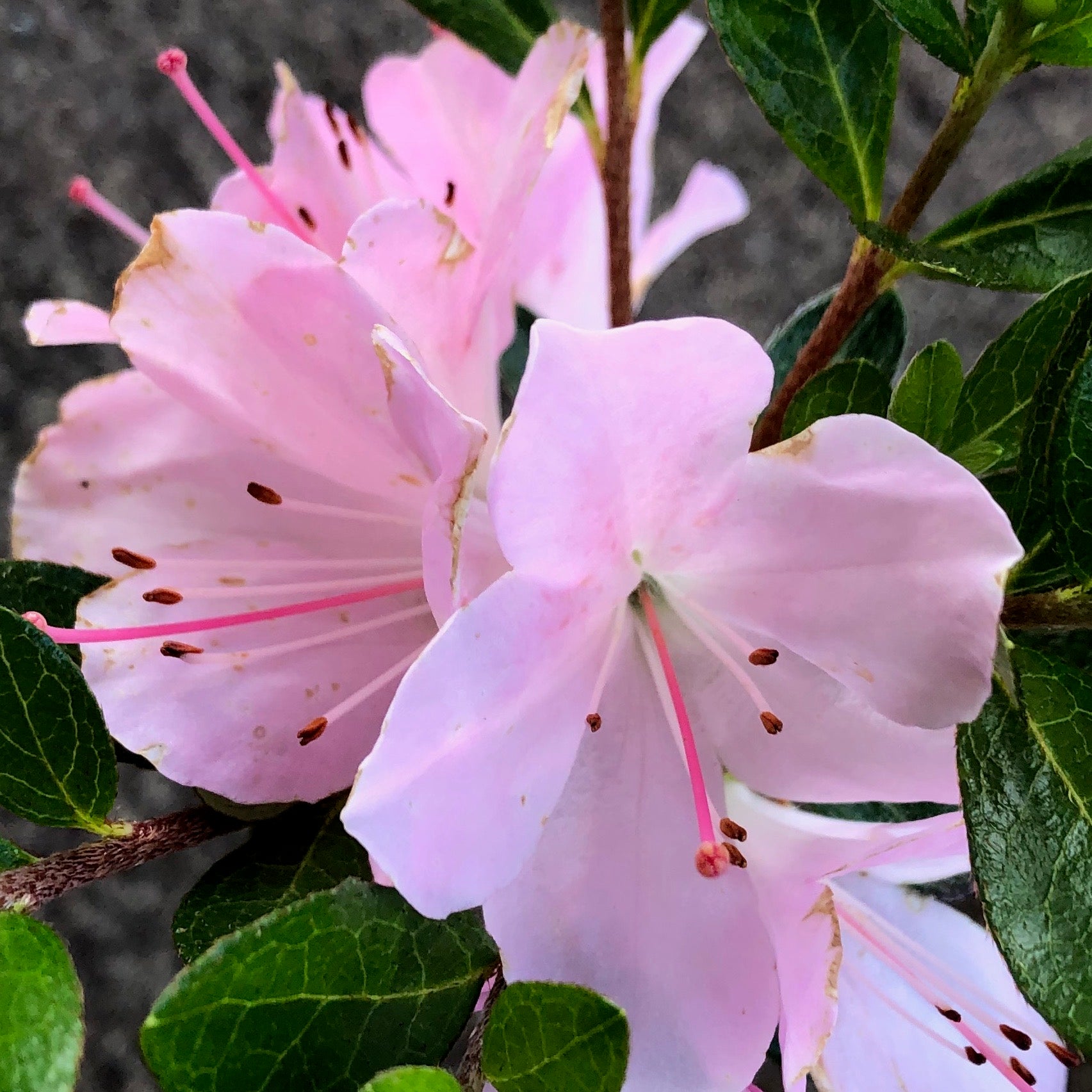 Satsuki Azalea 'Kozan'