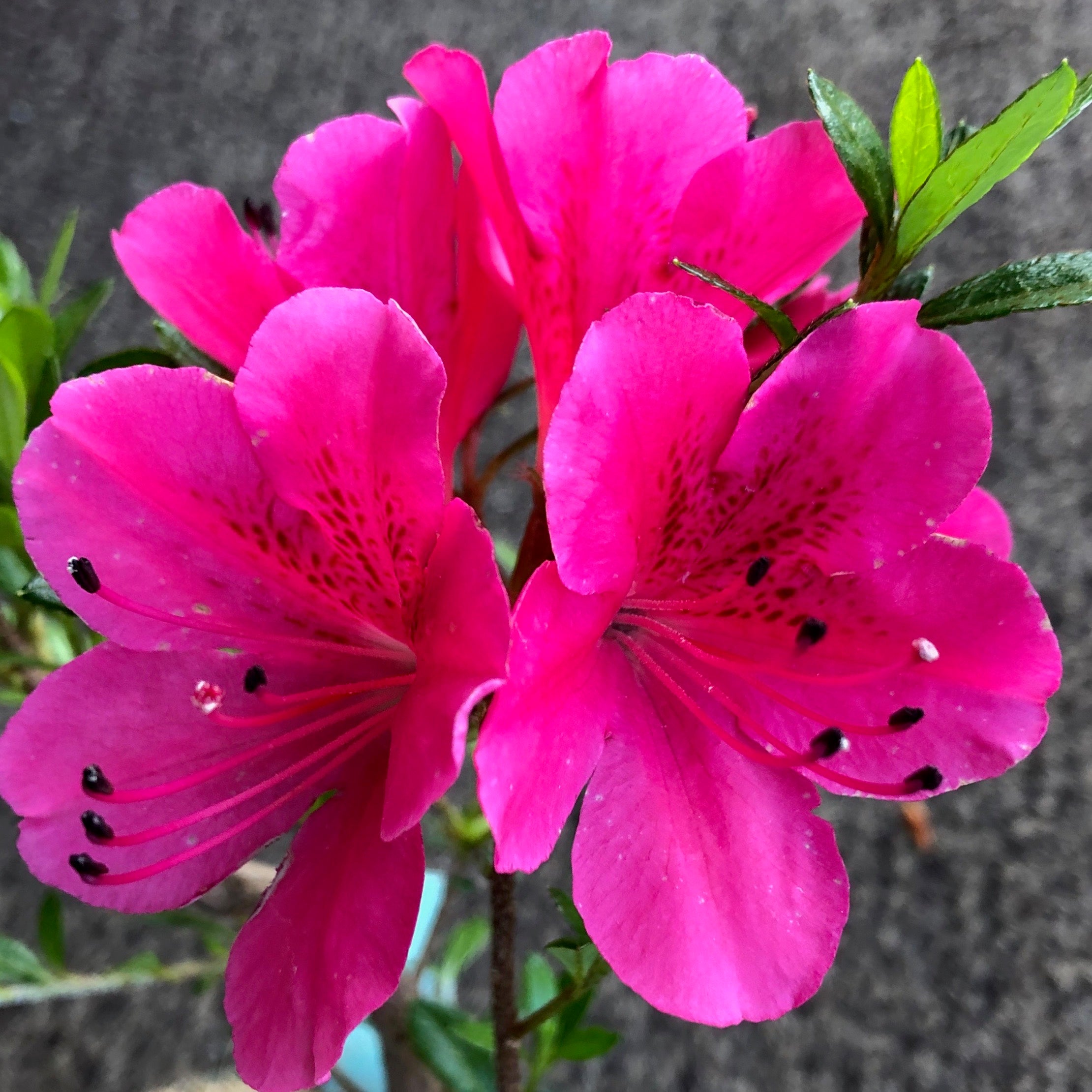 Satsuki Azalea 'Yves' Murasaki'