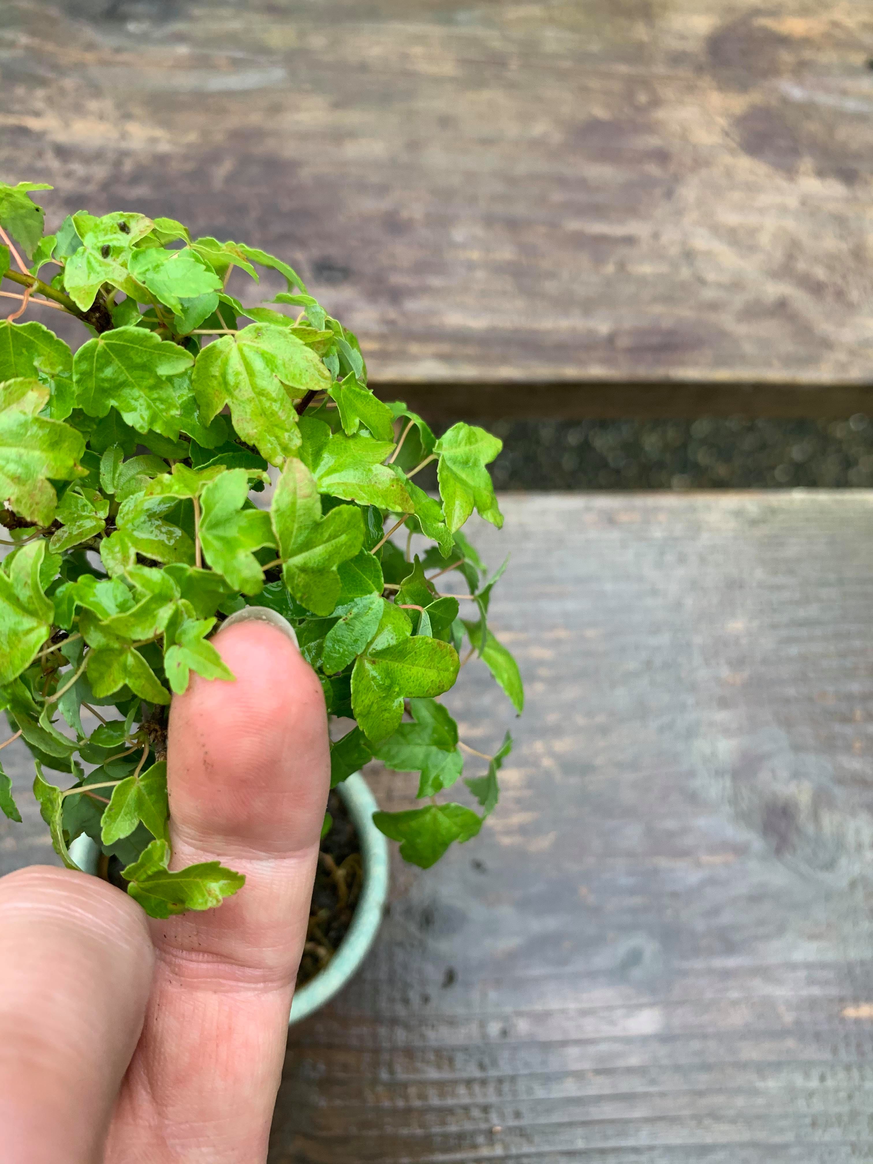 Acer buergerianum Fuyo-En