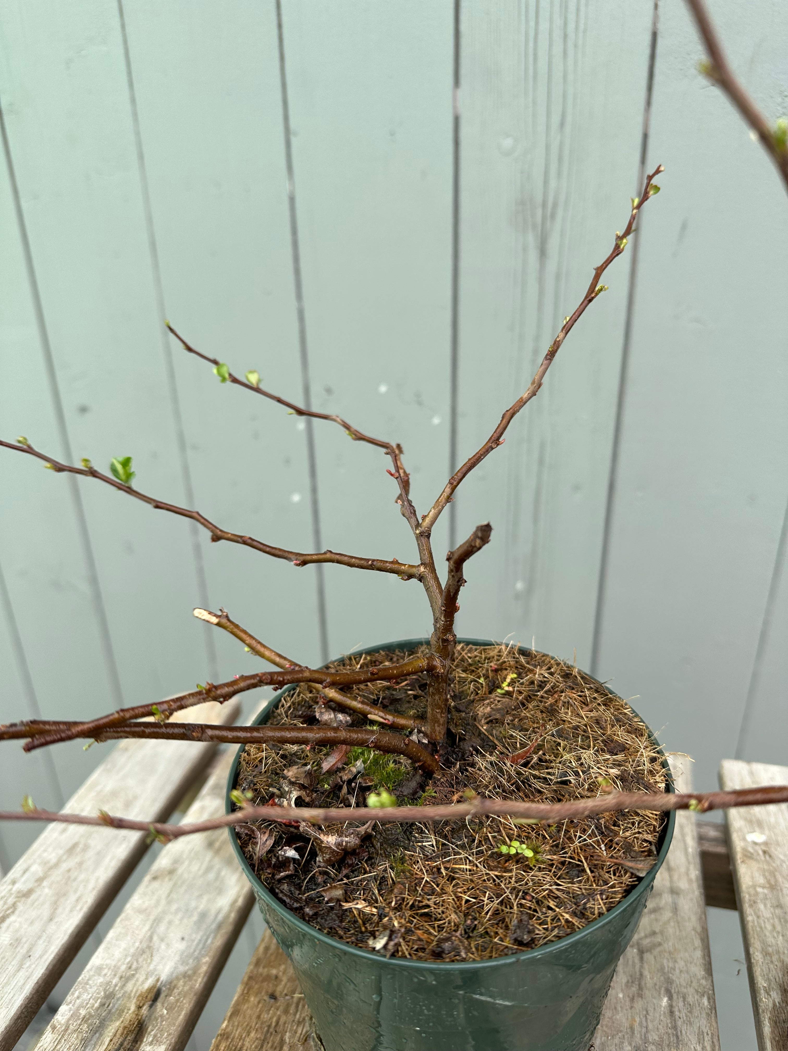 Japanese Quince var. Chojubai (white)