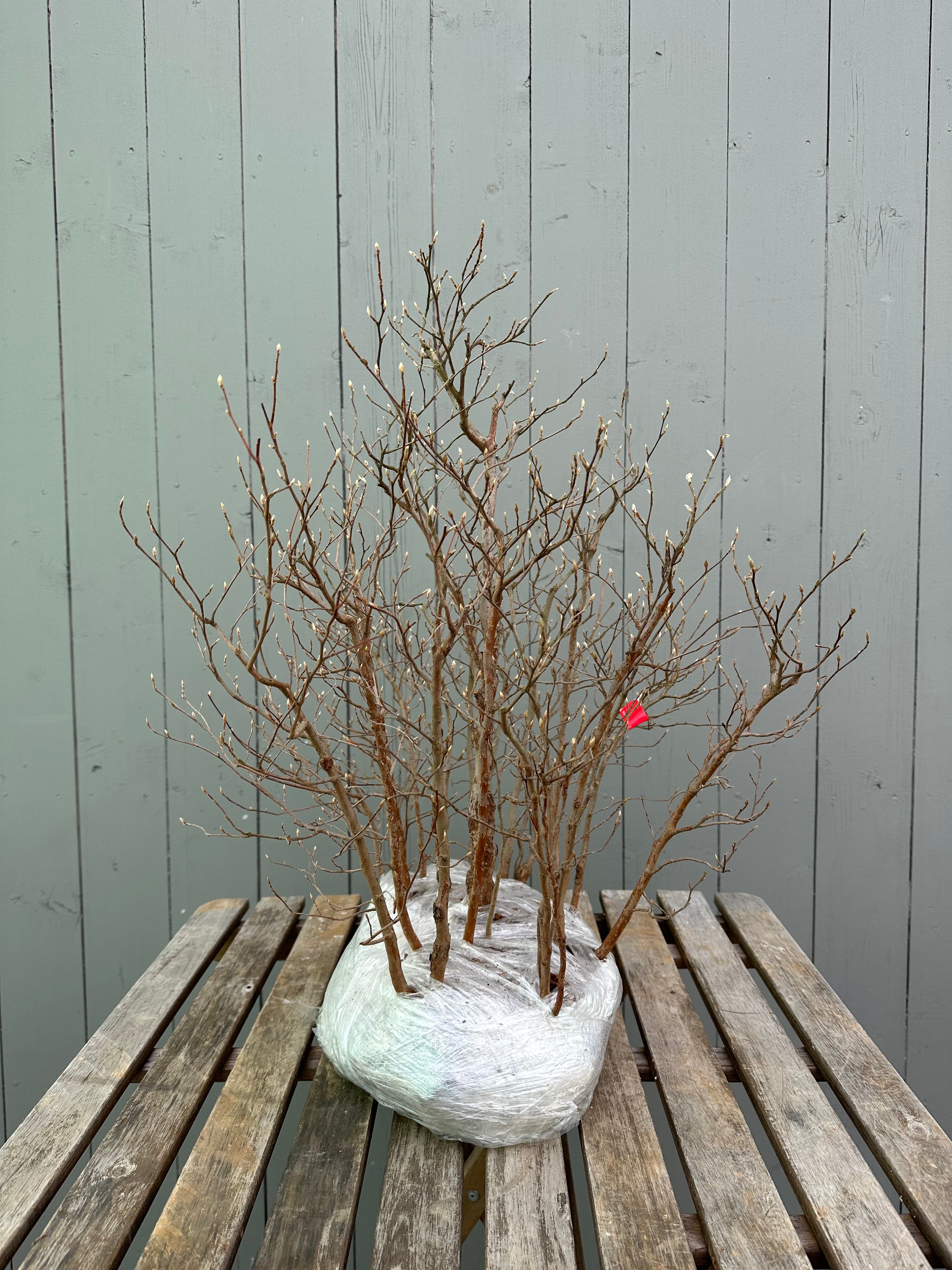 Stewartia