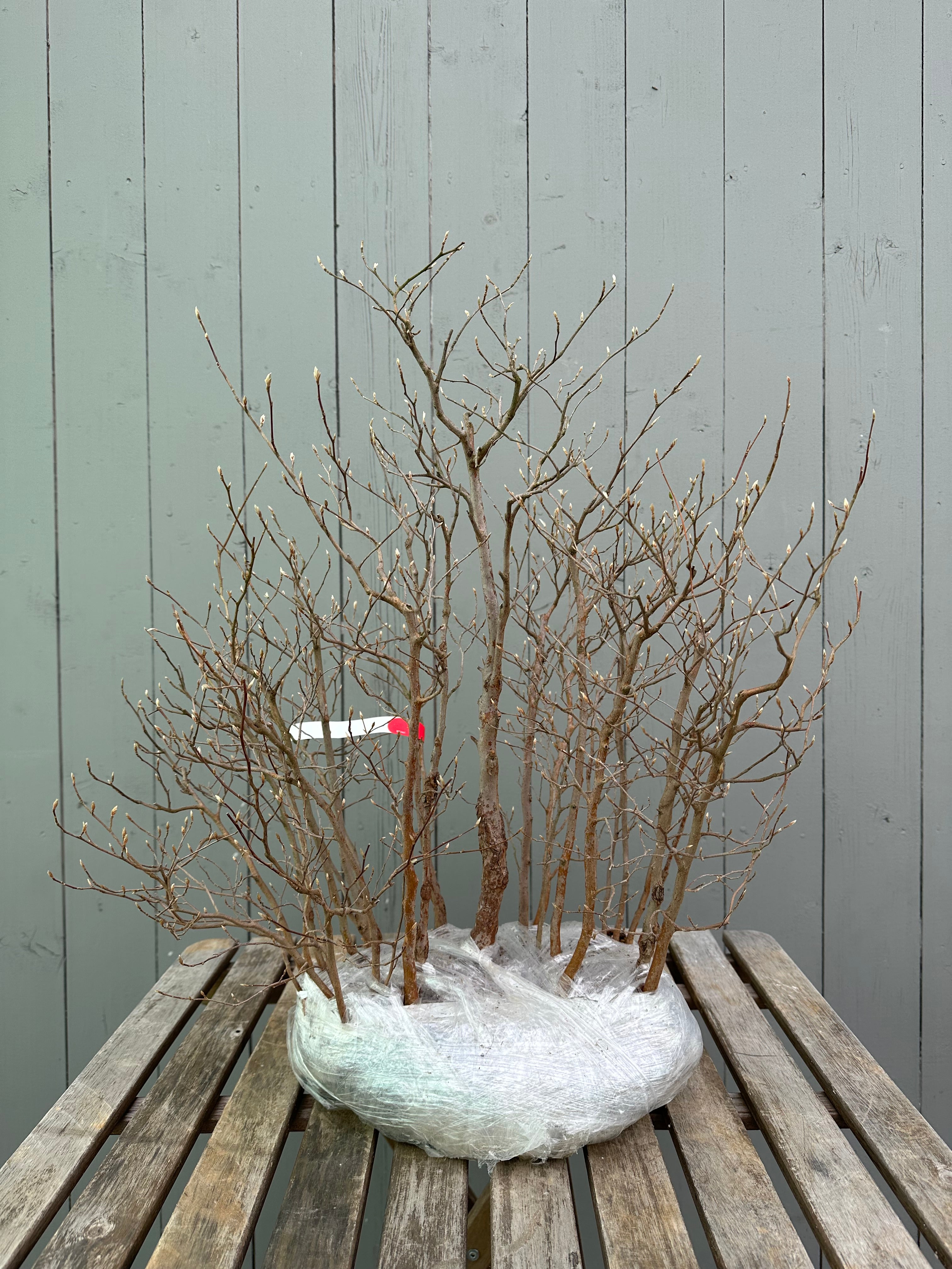 Stewartia