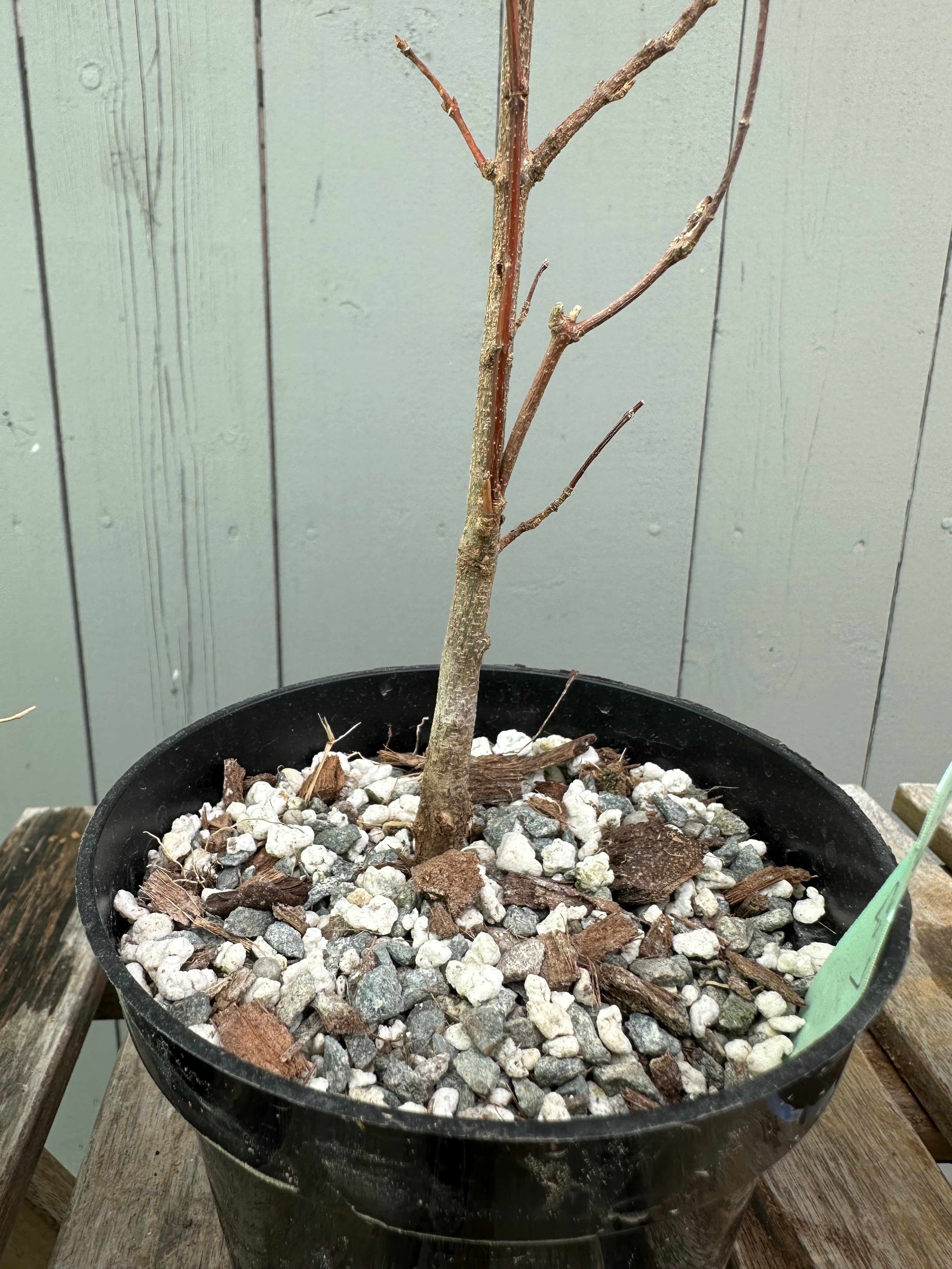 Trident Maple 'Fuyo-en'